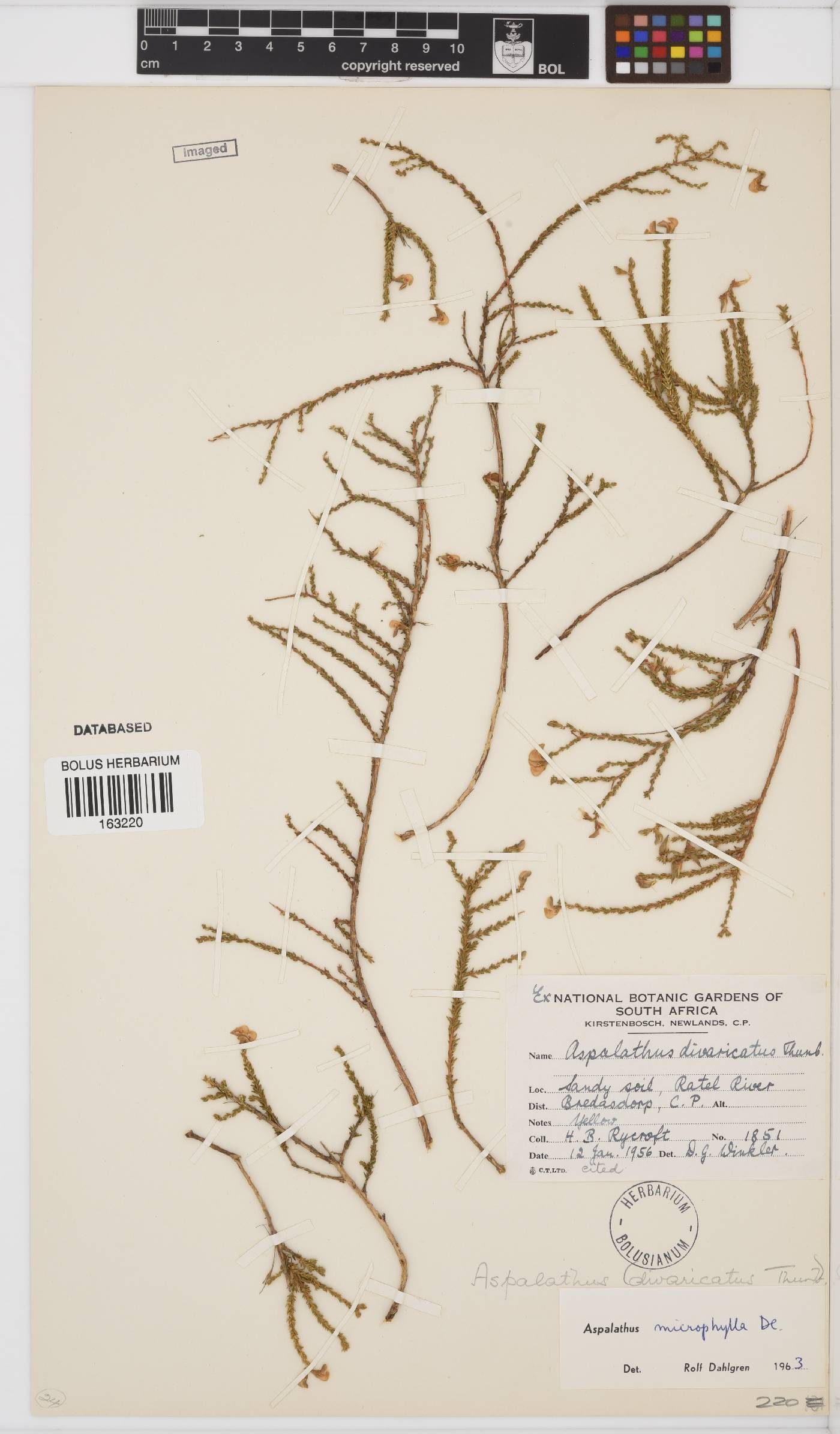 Aspalathus microphylla image