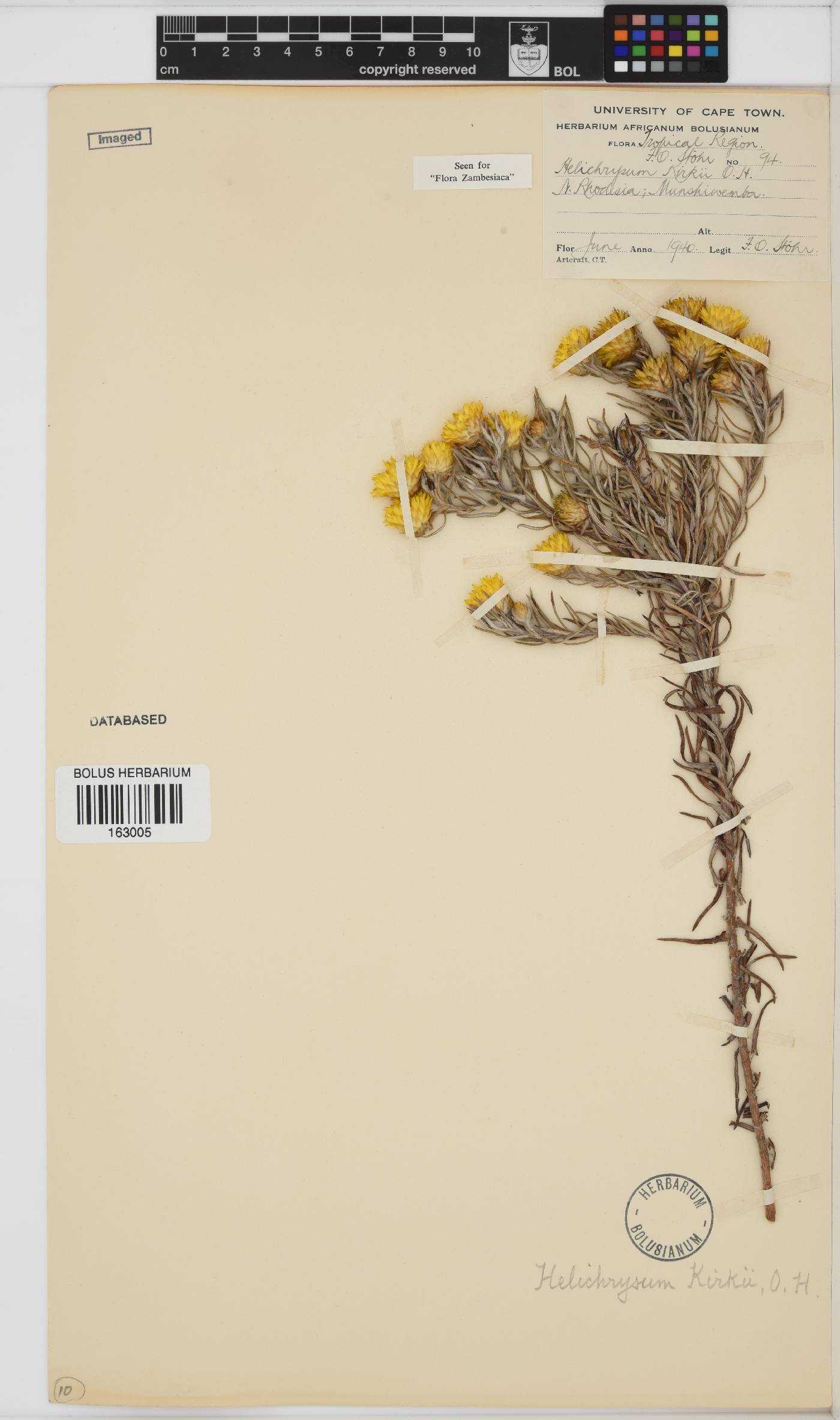 Helichrysum kirkii image