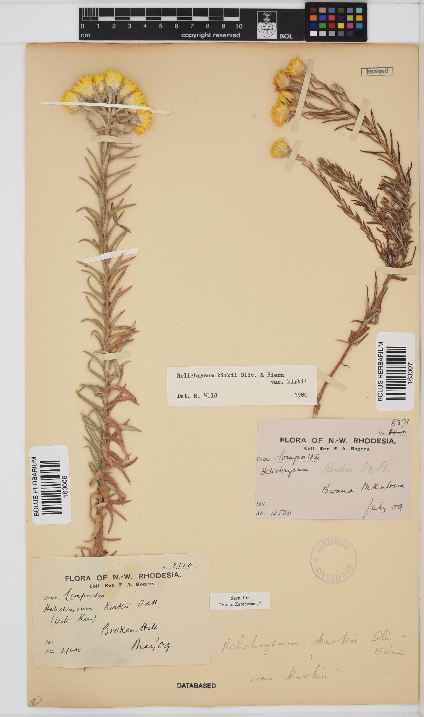 Helichrysum kirkii var. kirkii image