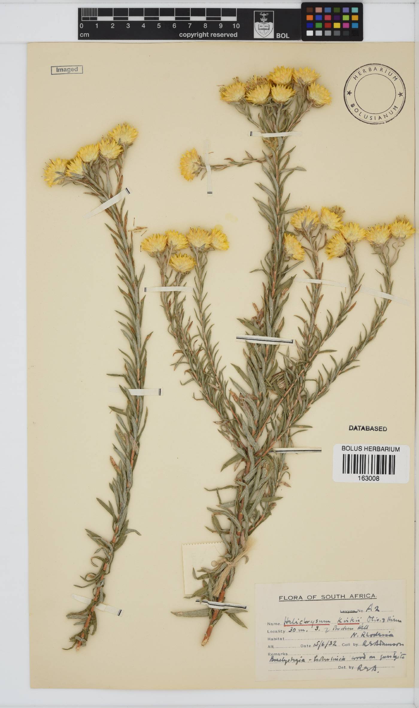 Helichrysum kirkii image