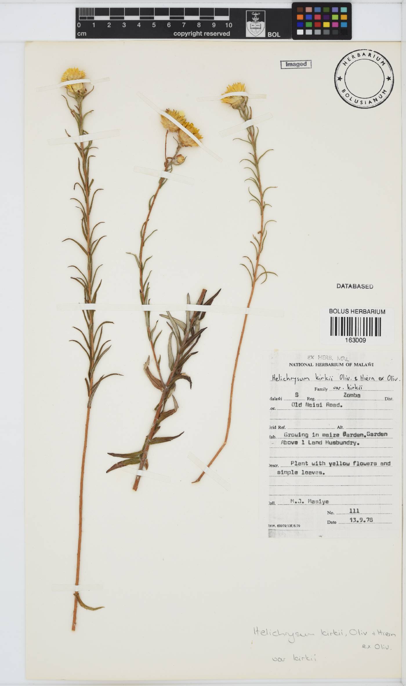 Helichrysum kirkii var. kirkii image