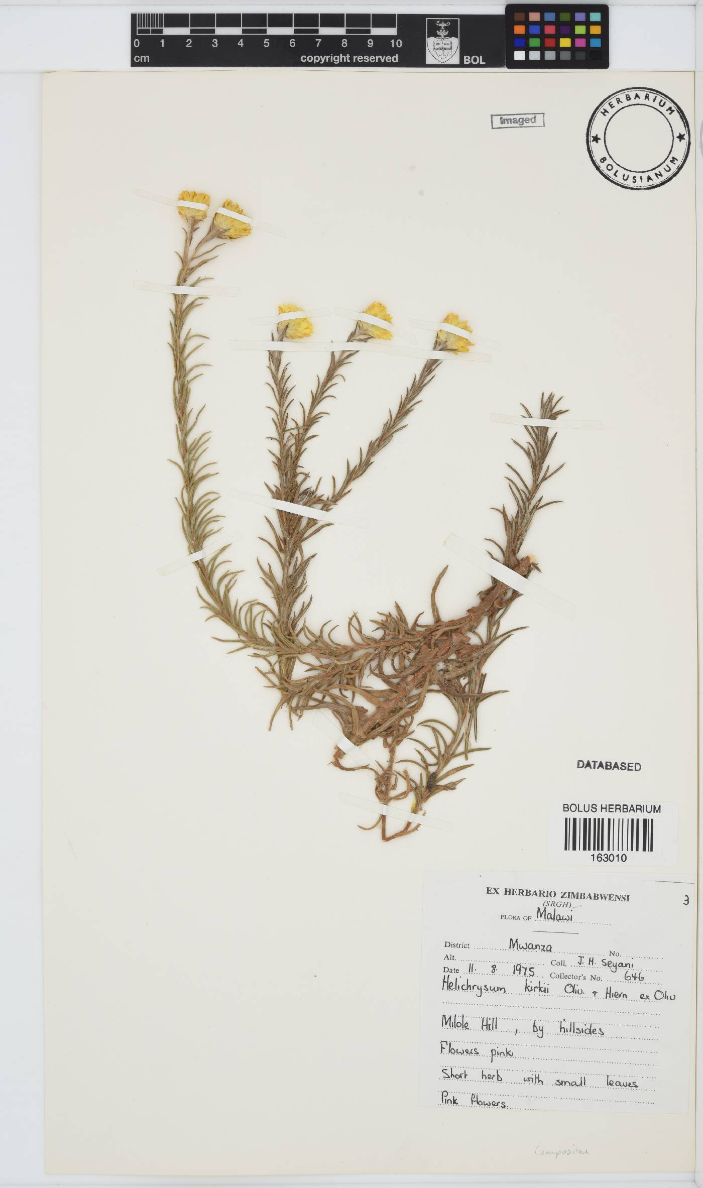 Helichrysum kirkii image