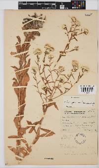 Helichrysum membranaceum image