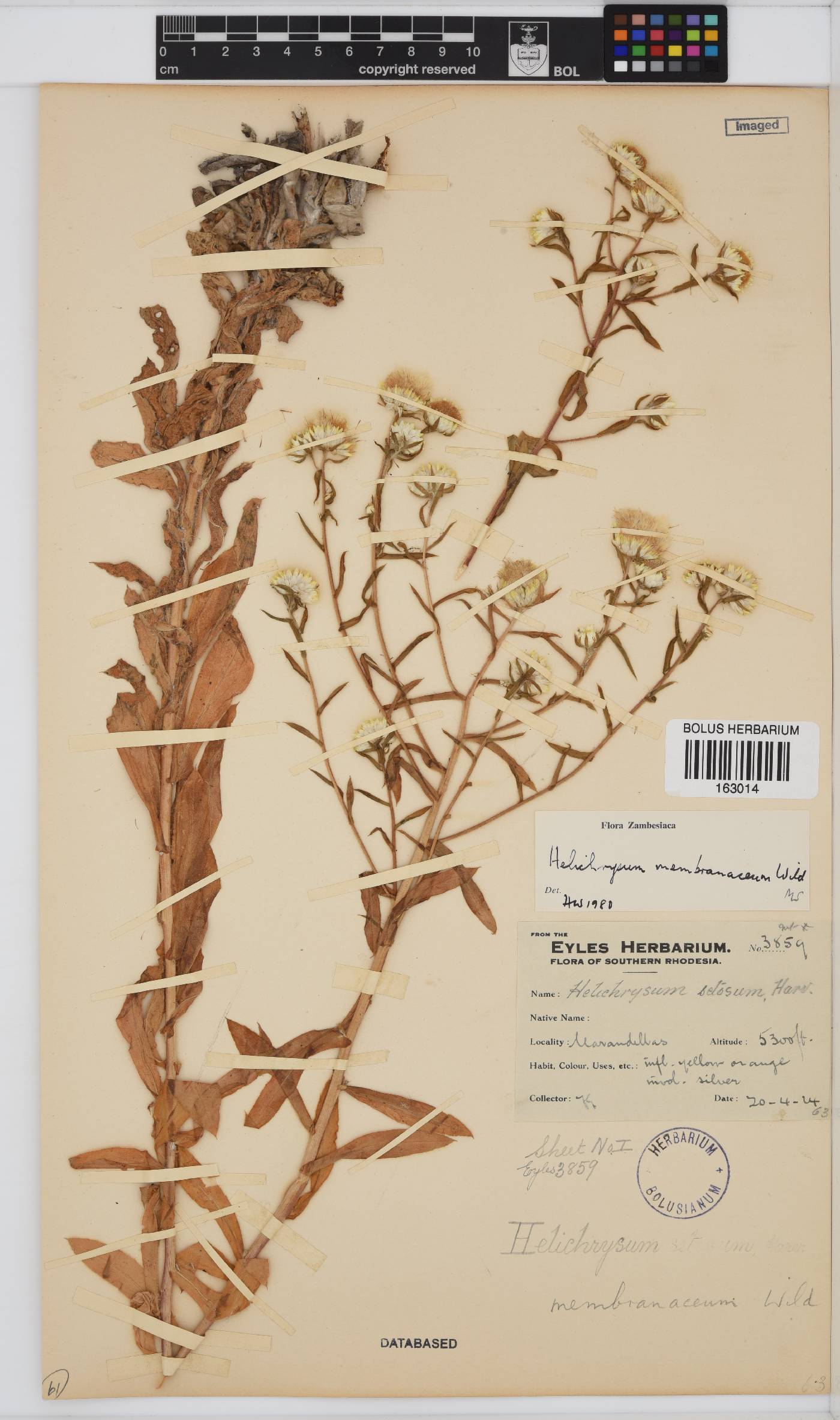 Helichrysum membranaceum image