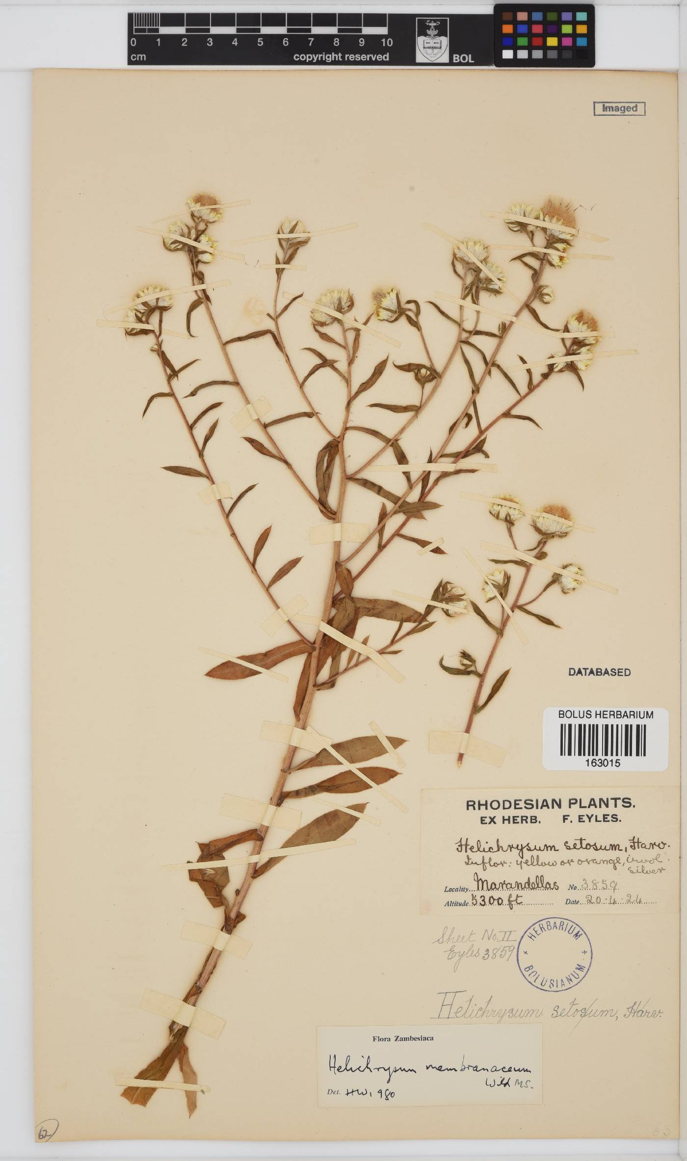 Helichrysum membranaceum image