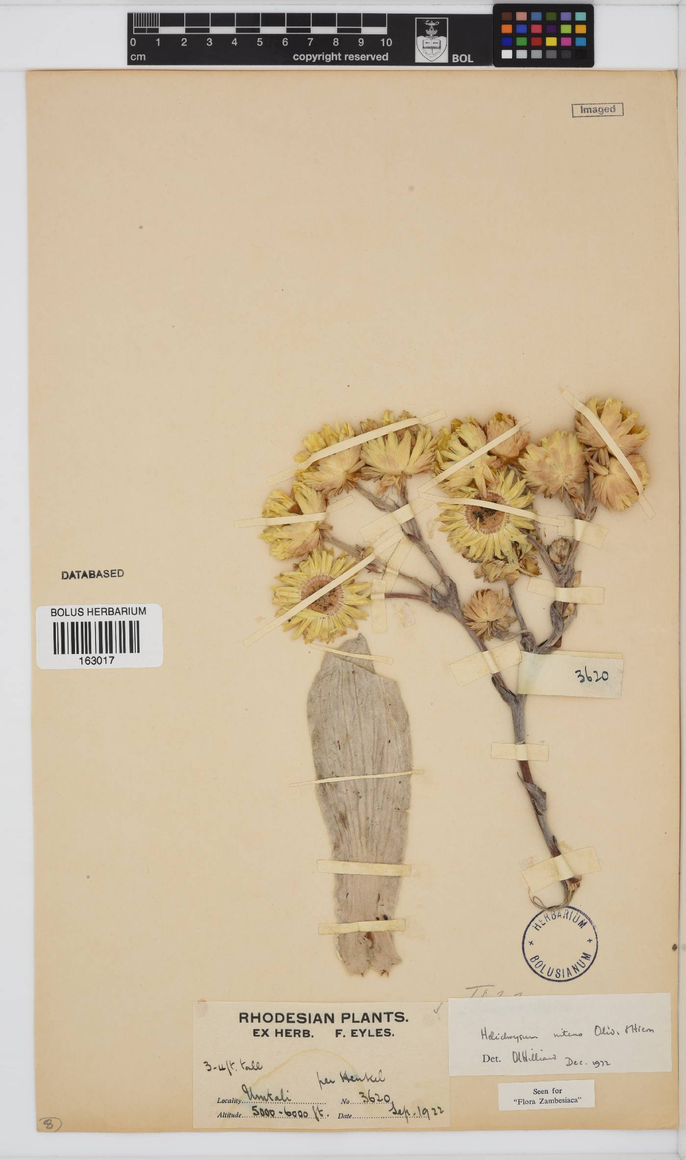 Helichrysum nitens image