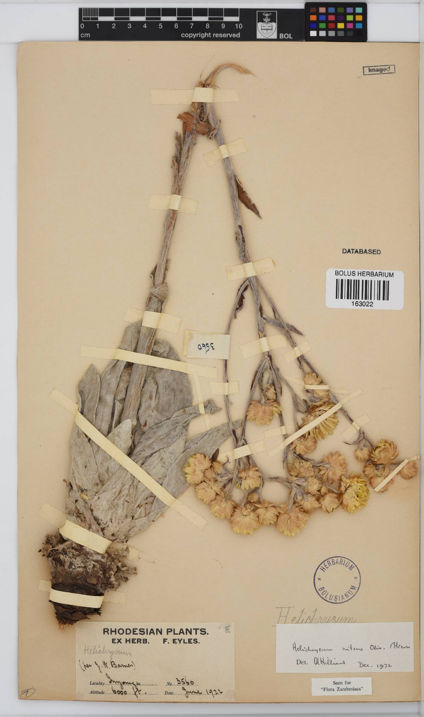 Helichrysum nitens image