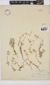 Helichrysum pandurifolium image