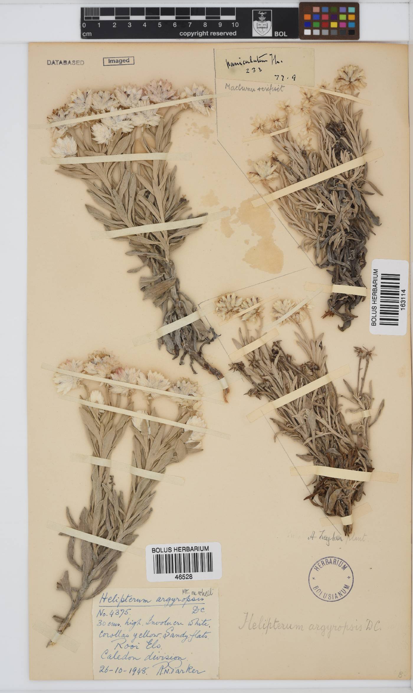 Syncarpha argyropsis image