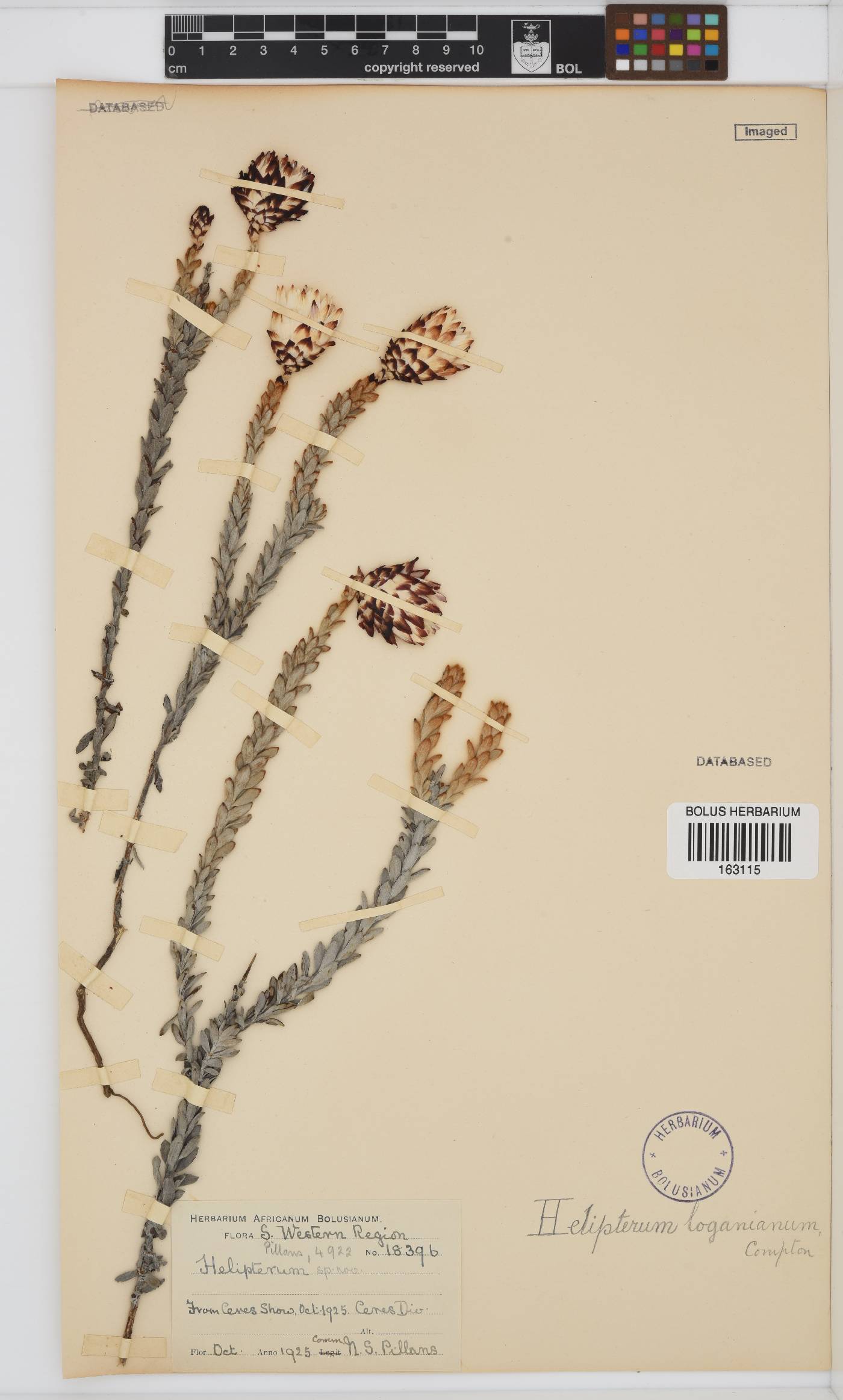 Syncarpha loganiana image