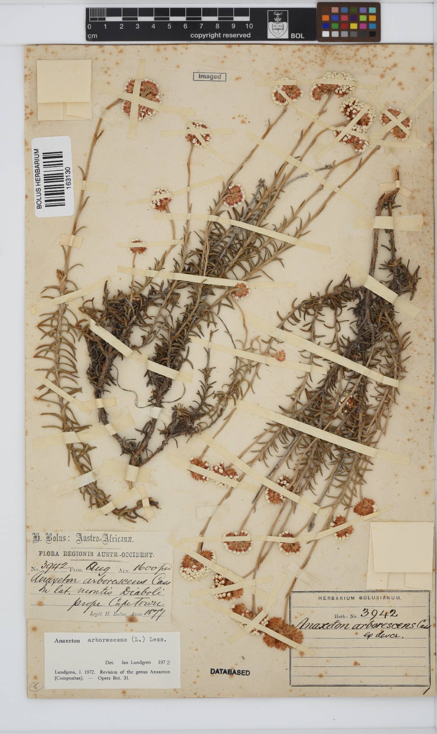 Anaxeton arborescens image