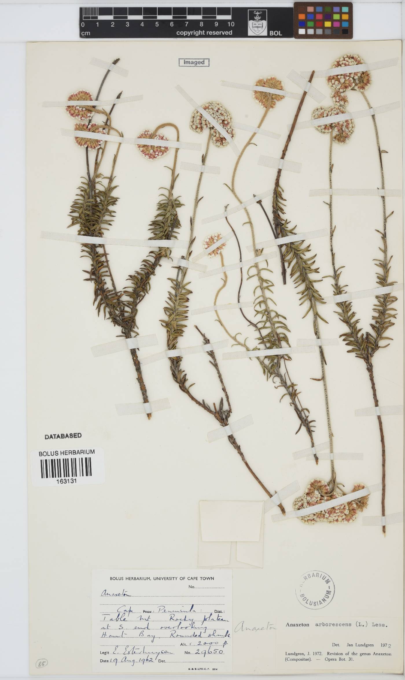 Anaxeton arborescens image