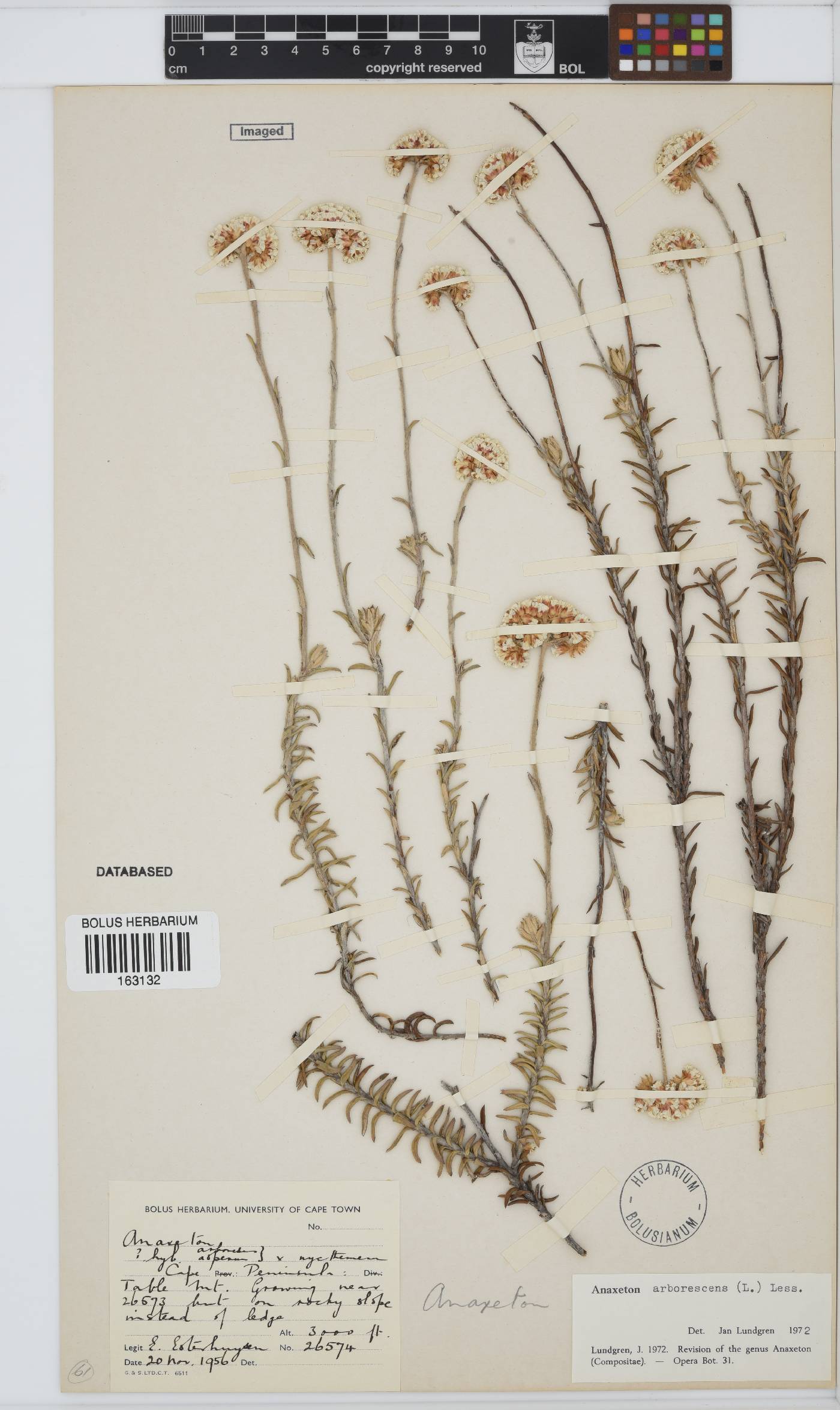 Anaxeton arborescens image