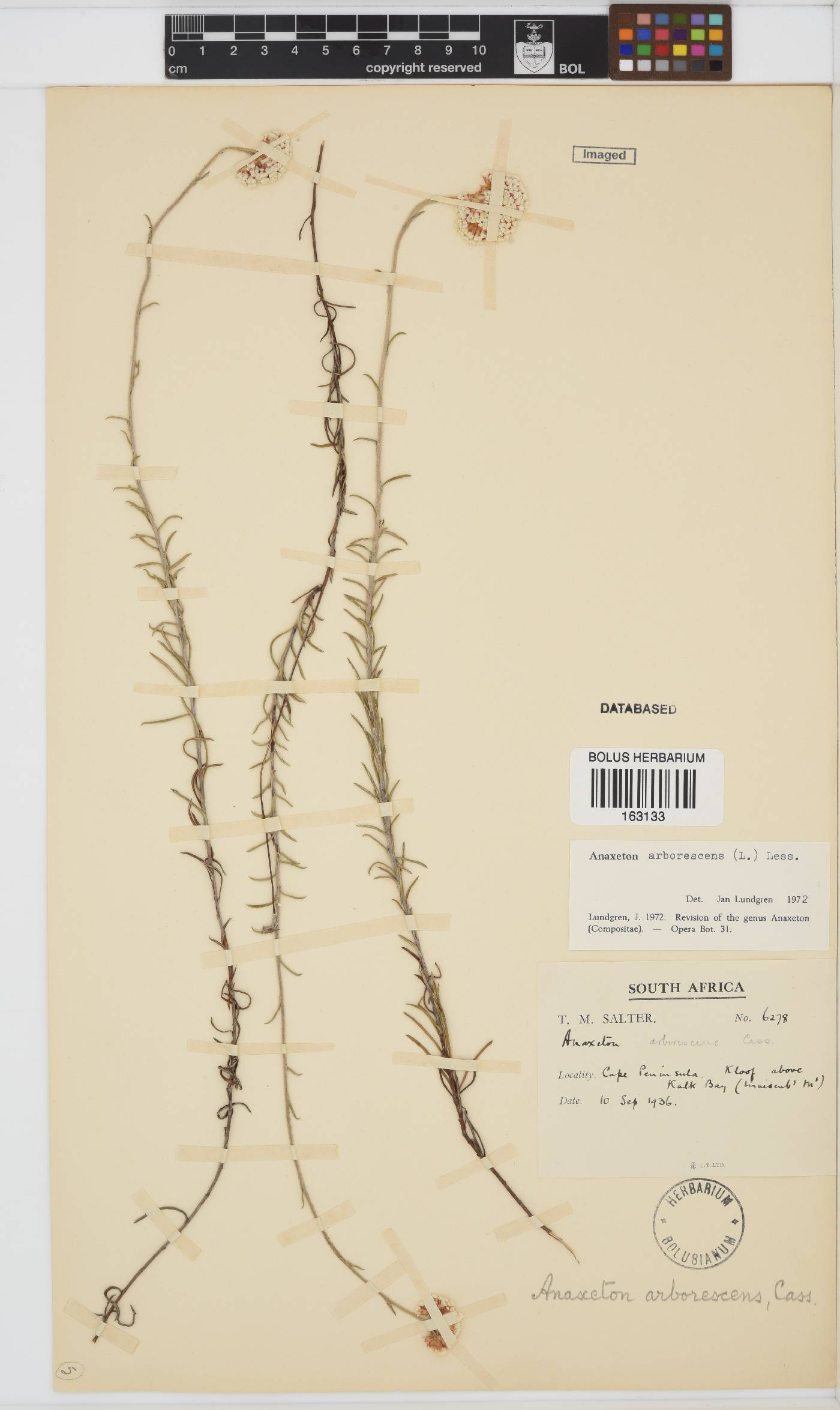 Anaxeton arborescens image