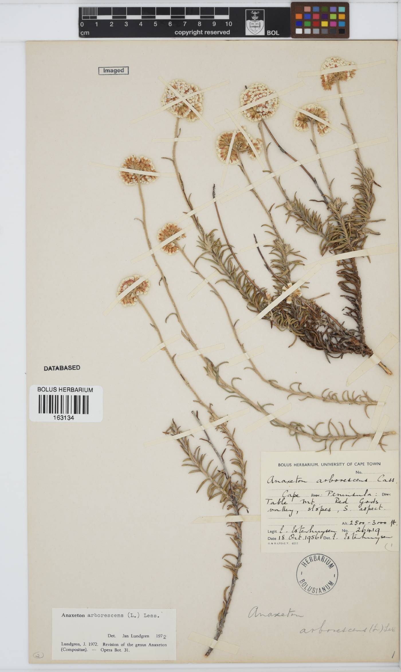 Anaxeton arborescens image