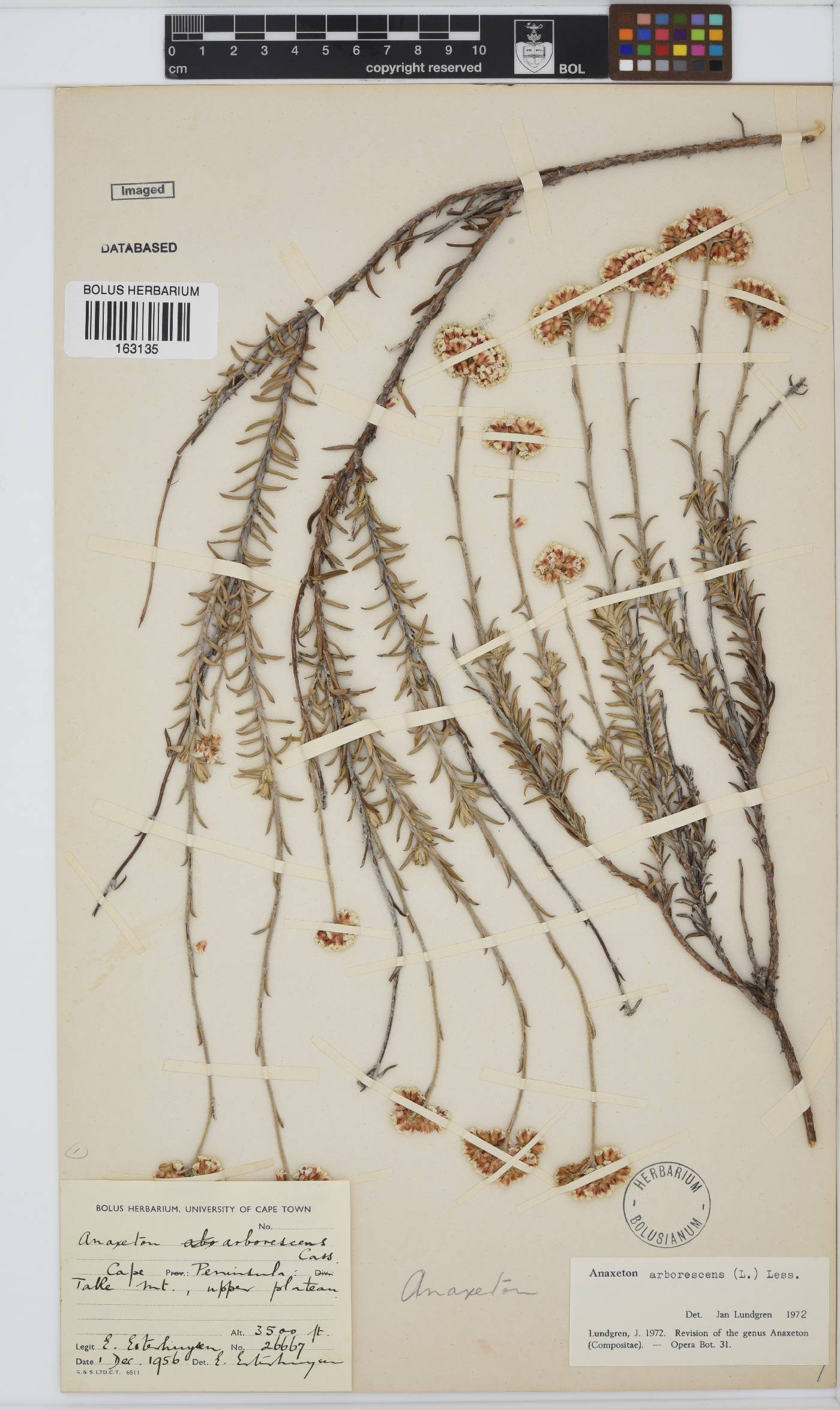 Anaxeton arborescens image