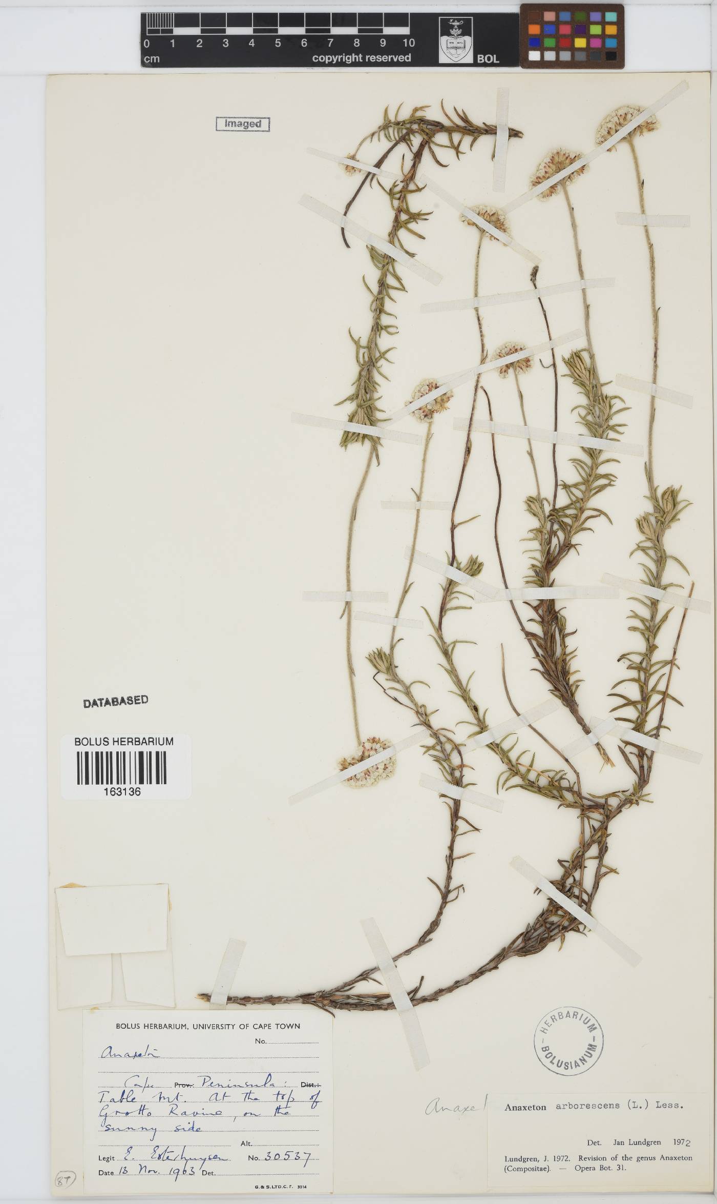 Anaxeton arborescens image