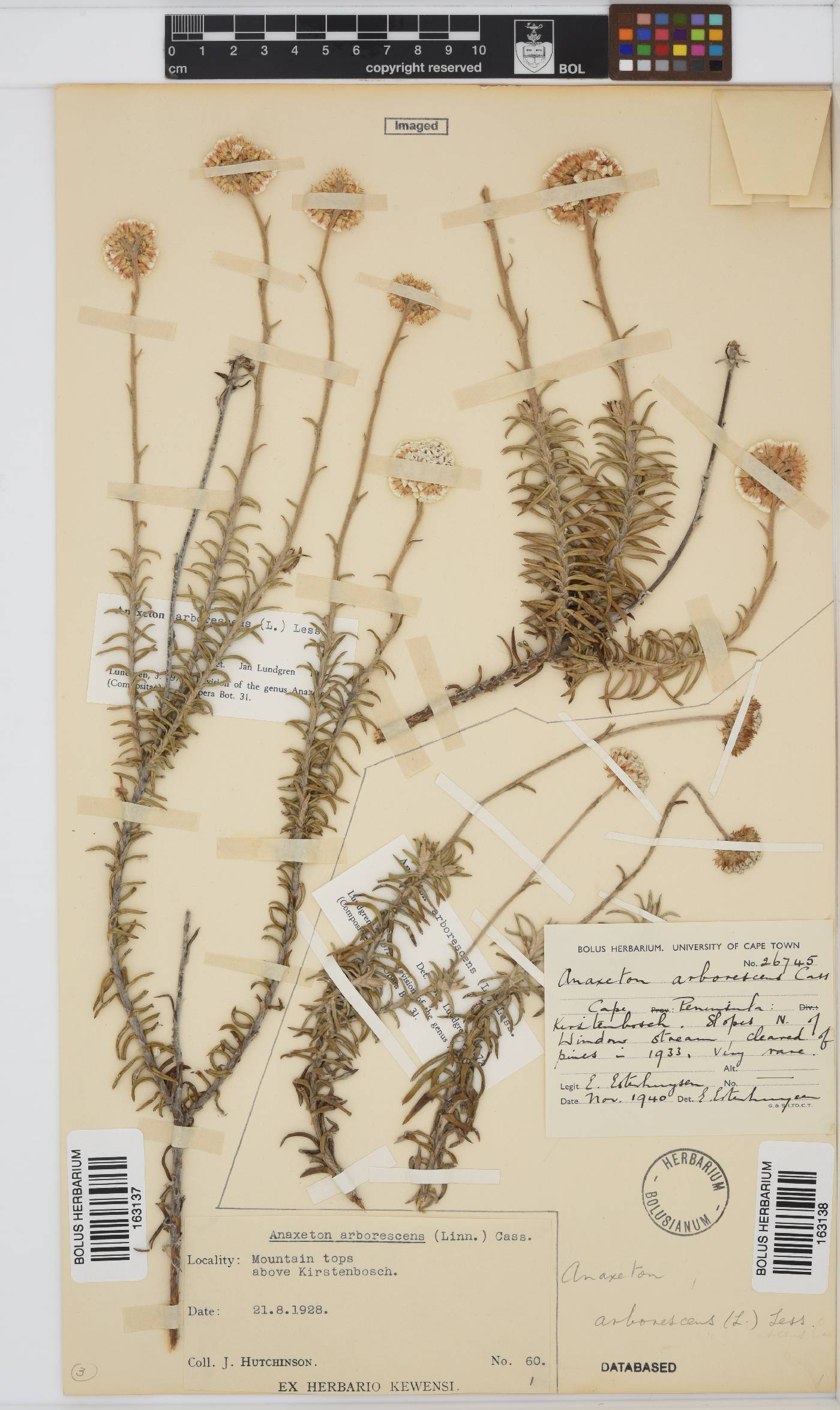 Anaxeton arborescens image