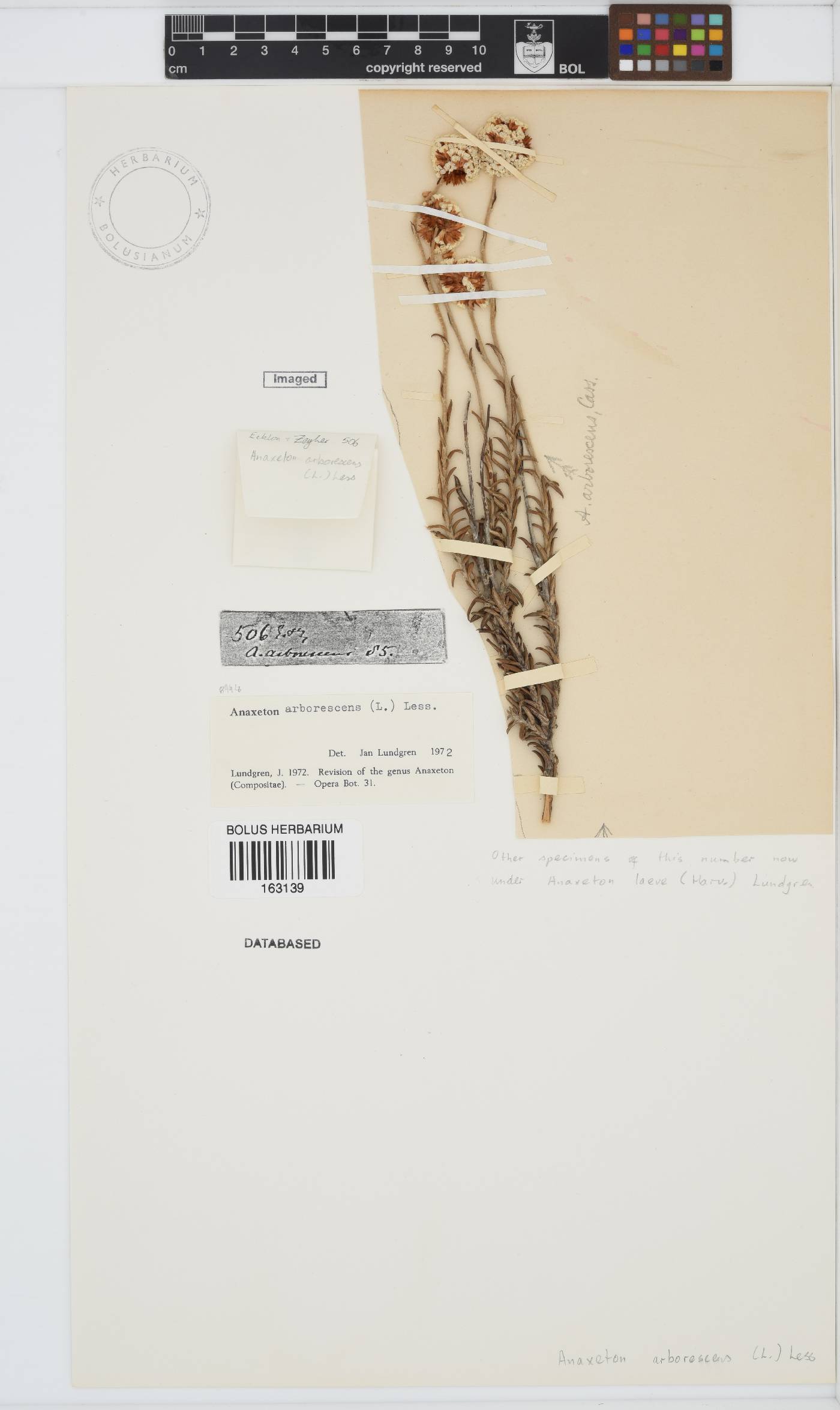 Anaxeton arborescens image