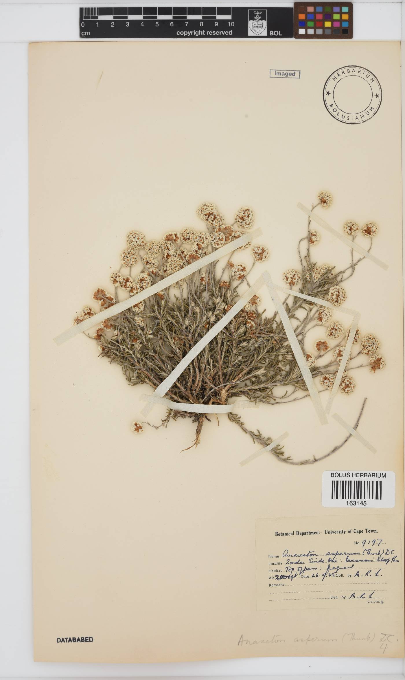 Anaxeton asperum subsp. asperum image