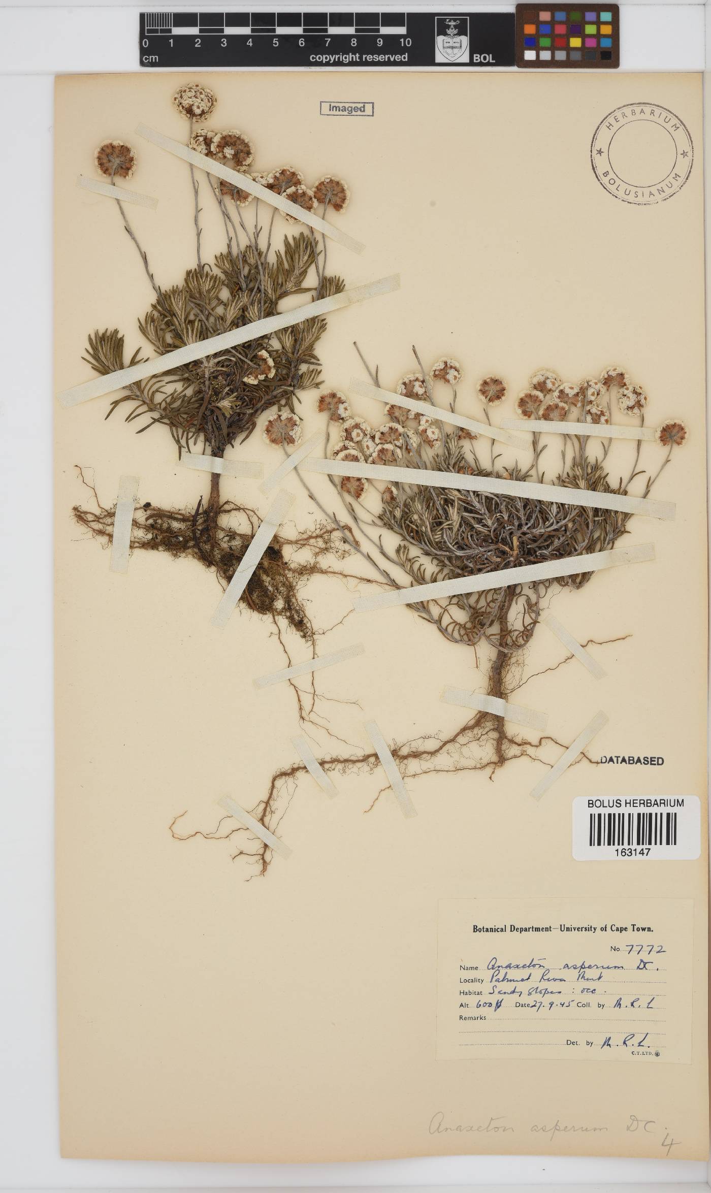 Anaxeton asperum subsp. asperum image