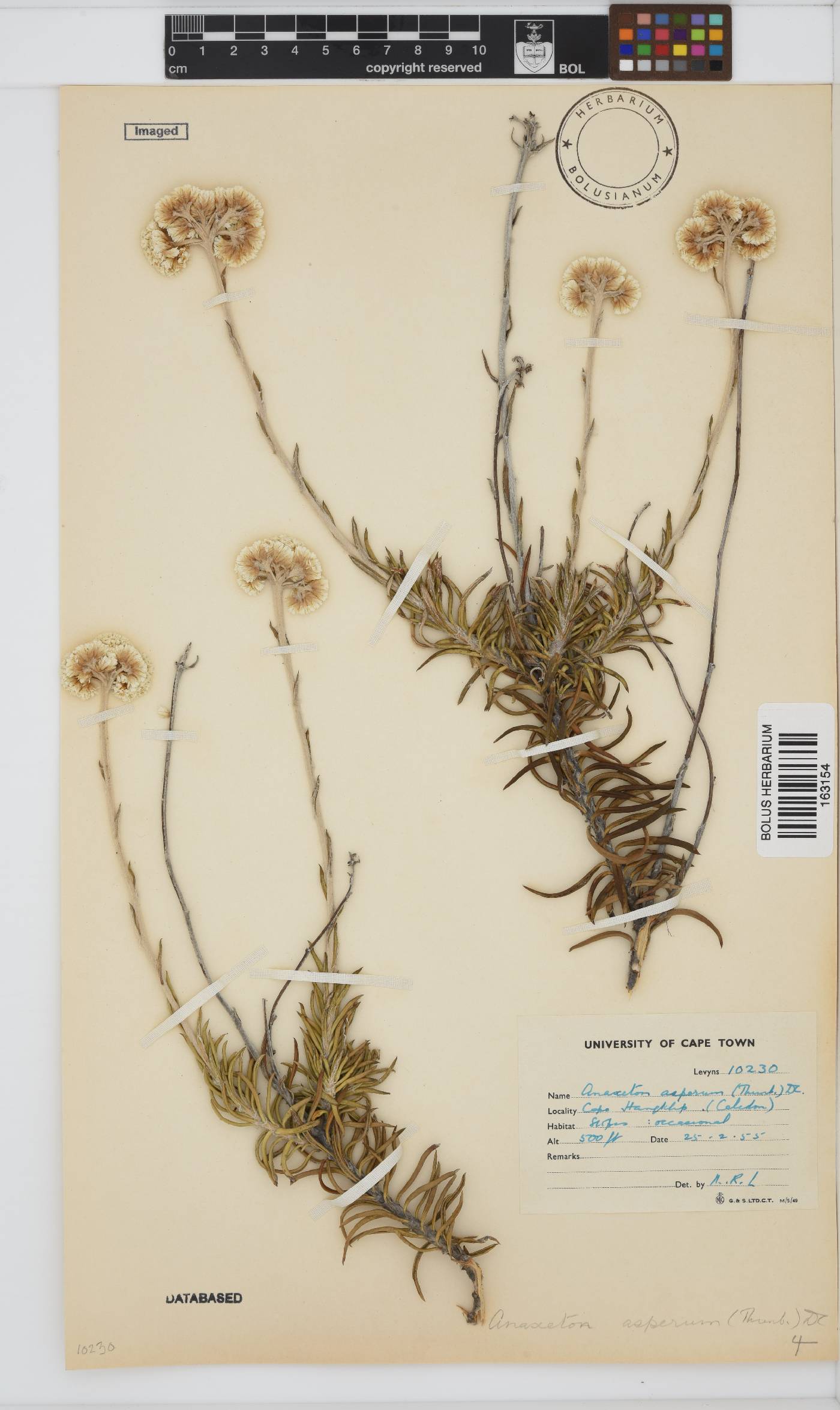 Anaxeton asperum subsp. asperum image