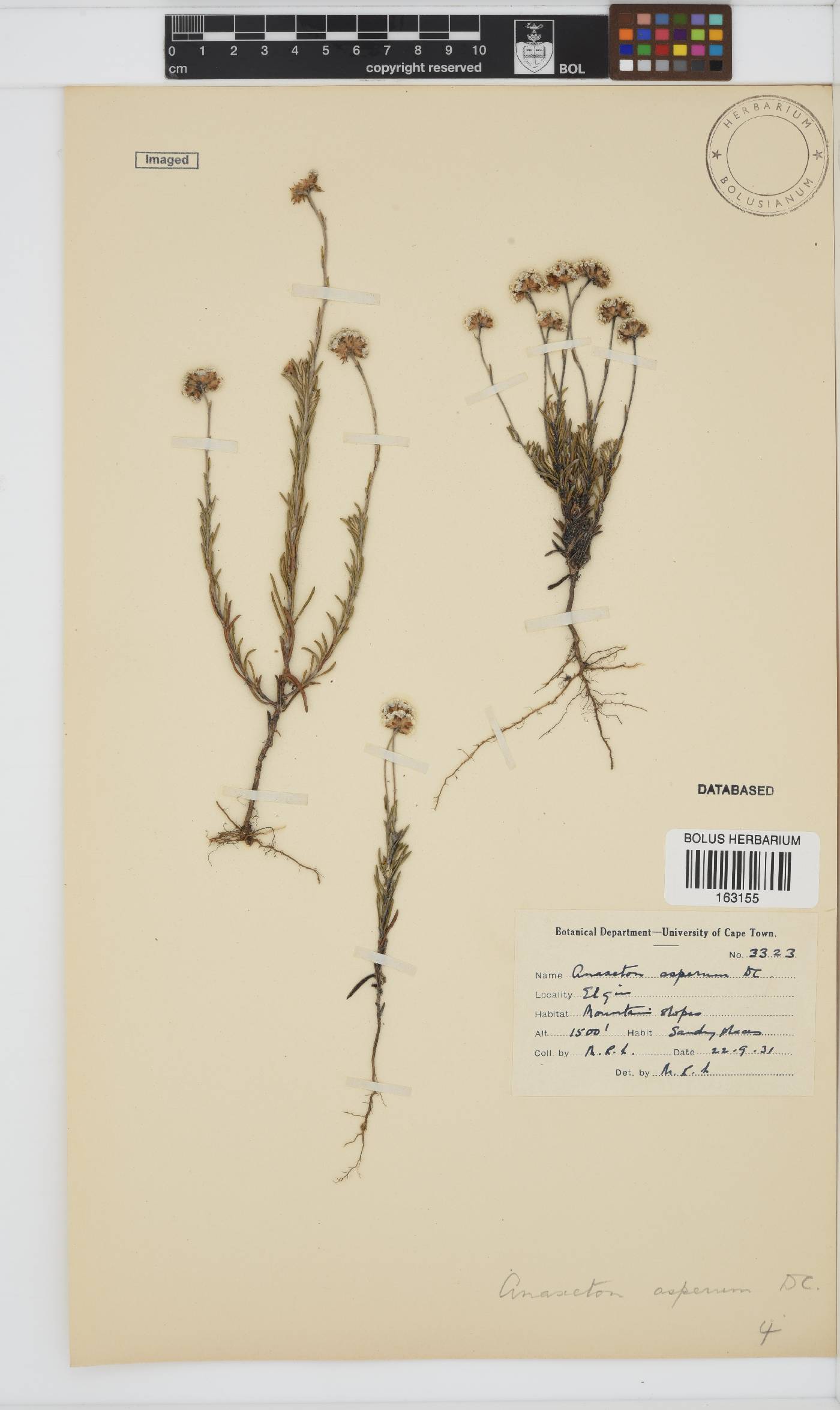 Anaxeton asperum subsp. asperum image