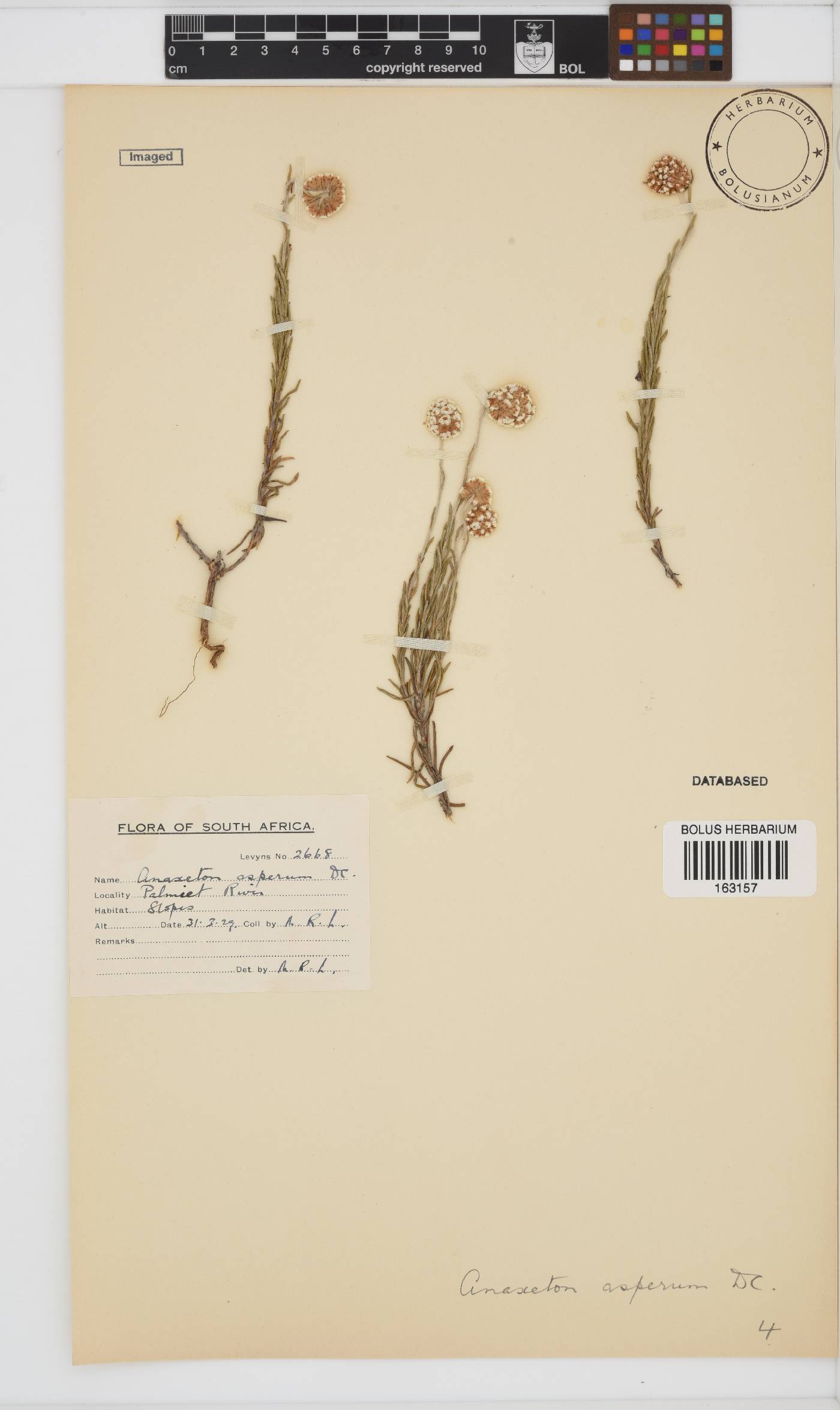 Anaxeton asperum subsp. asperum image