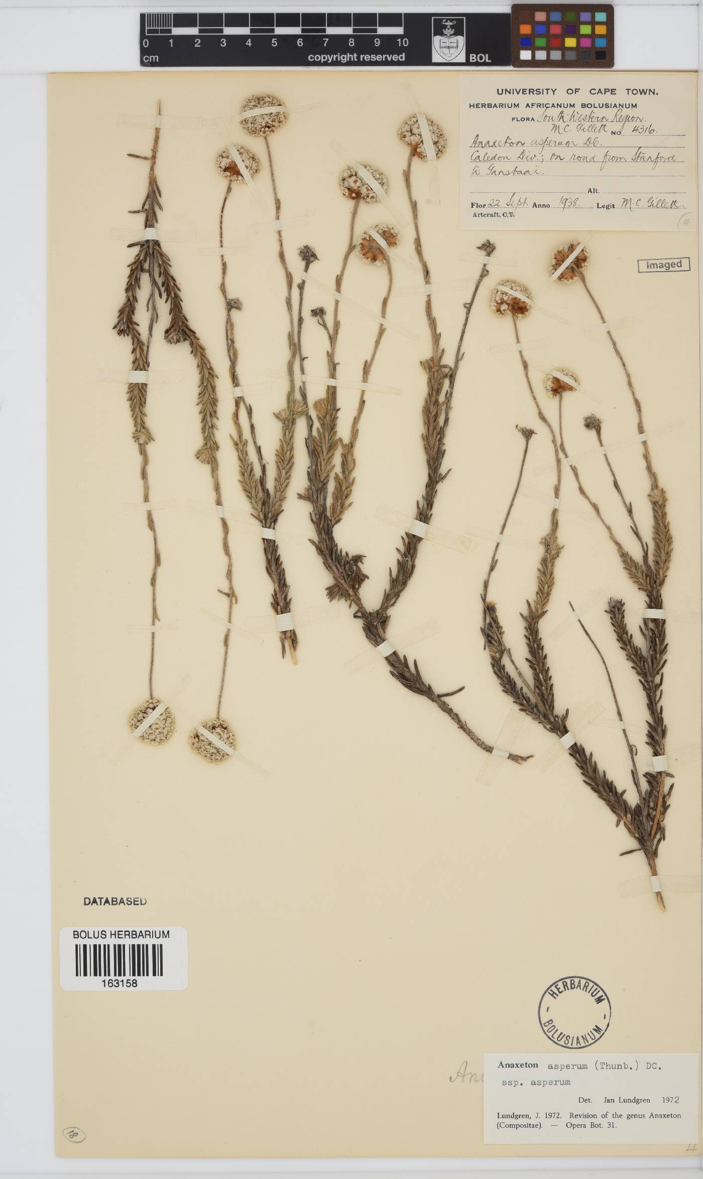 Anaxeton asperum subsp. asperum image