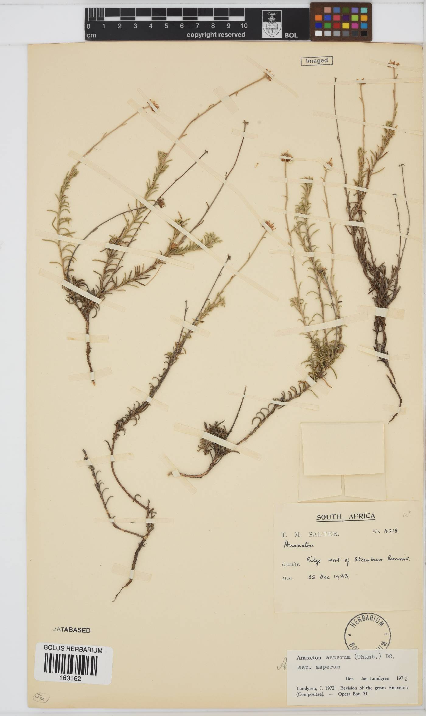 Anaxeton asperum image