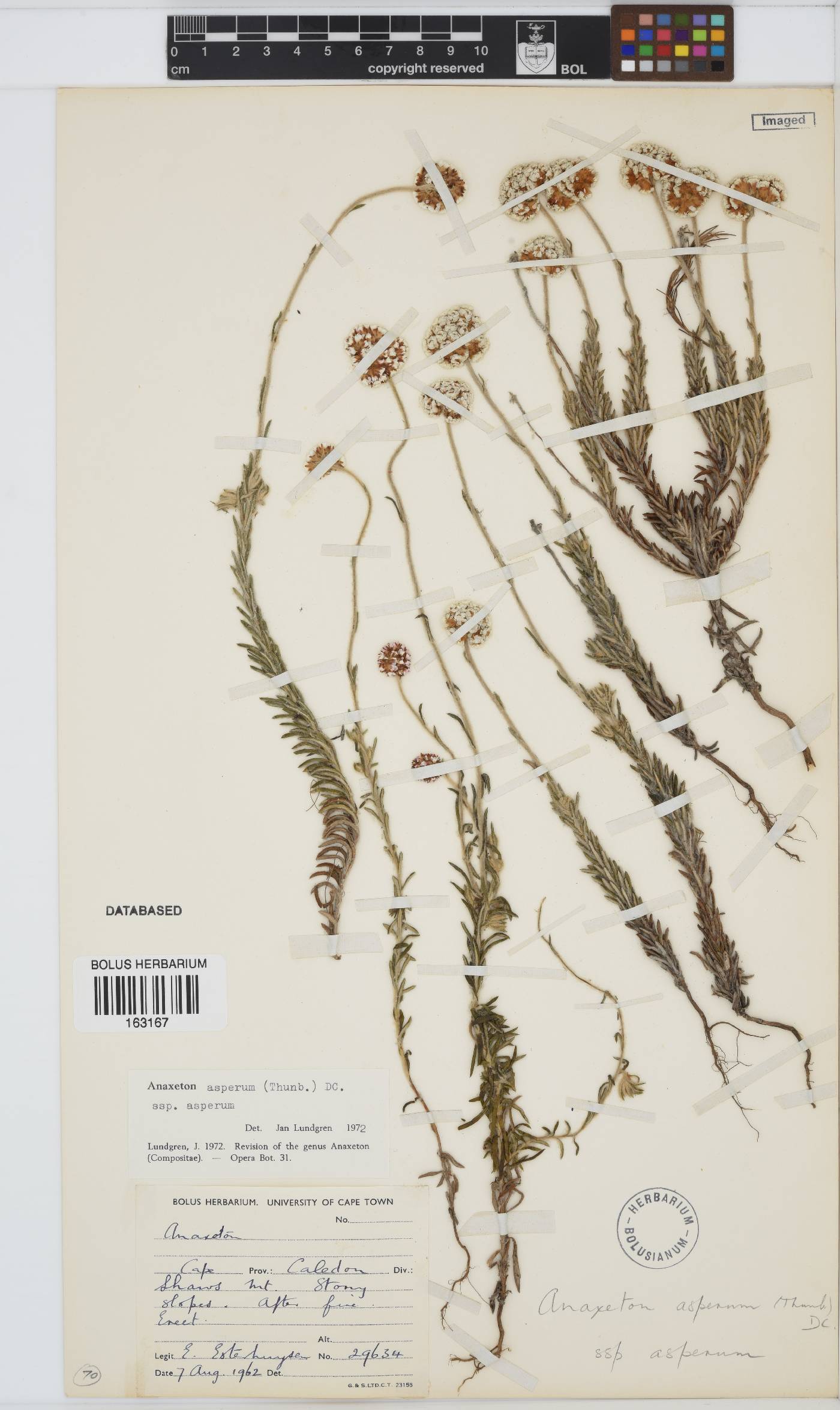 Anaxeton asperum subsp. asperum image