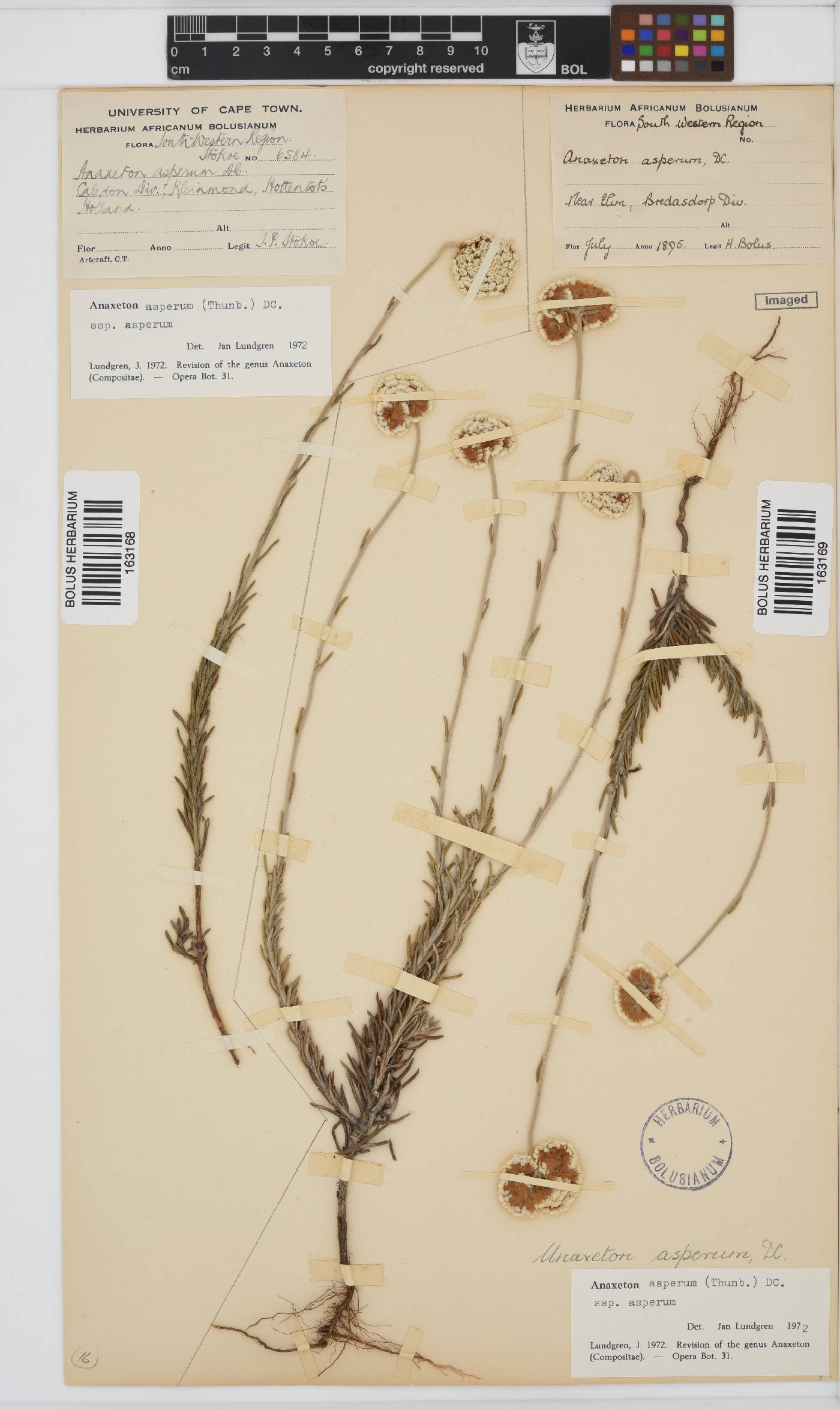 Anaxeton asperum subsp. asperum image