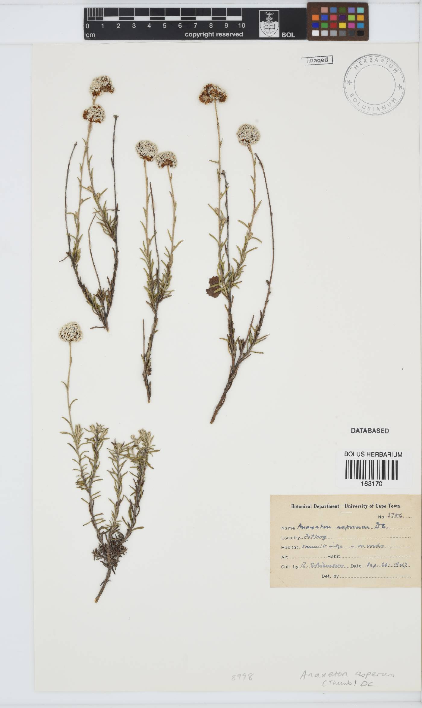 Anaxeton asperum subsp. asperum image