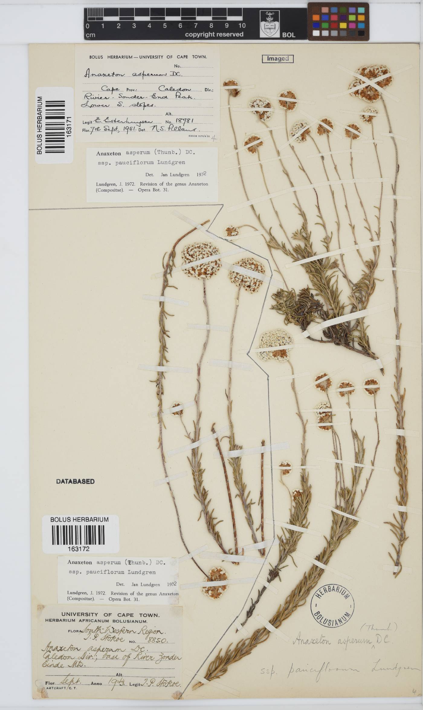 Anaxeton asperum subsp. pauciflorum image