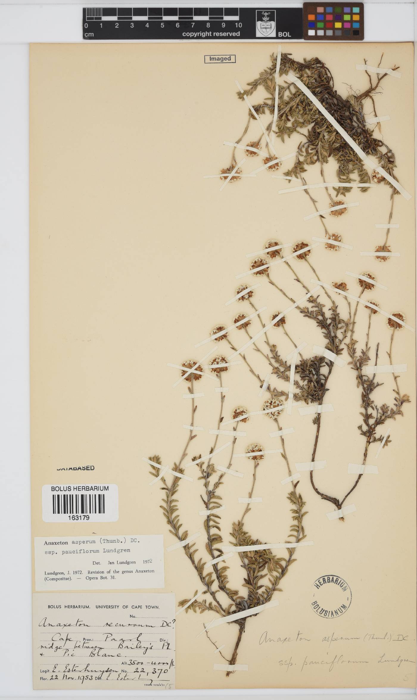 Anaxeton asperum subsp. pauciflorum image