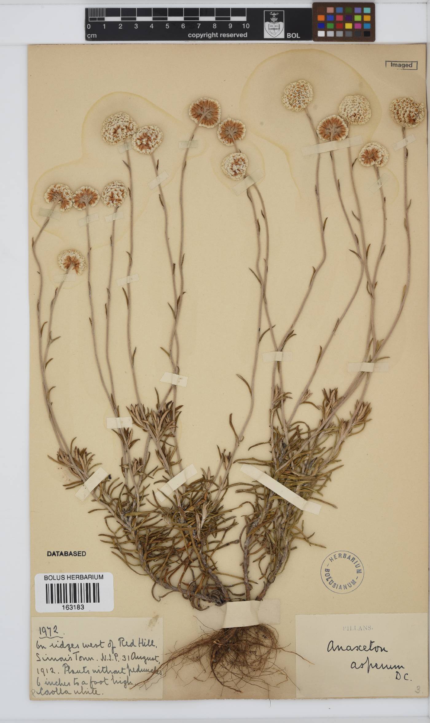 Anaxeton asperum subsp. pauciflorum image