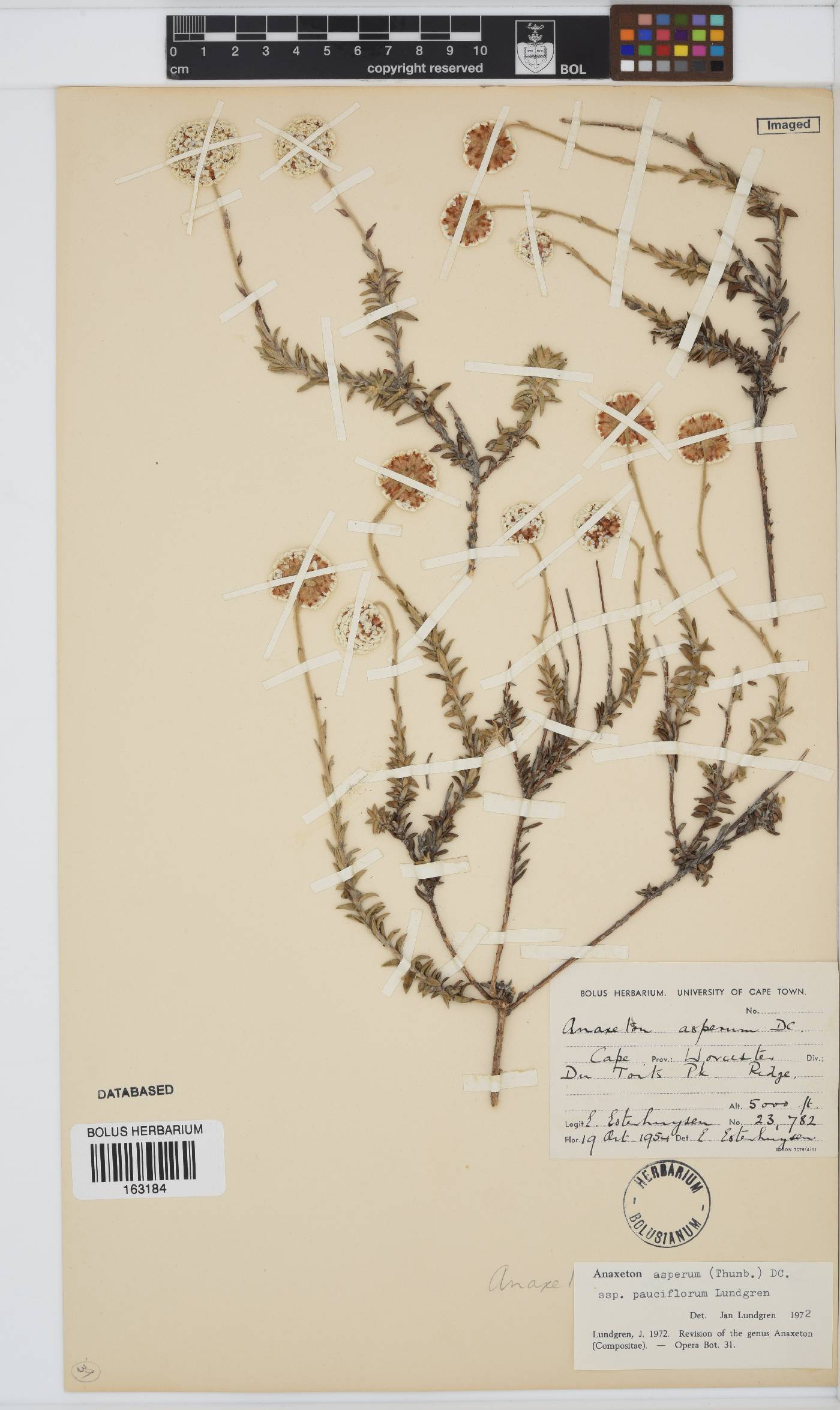 Anaxeton asperum image