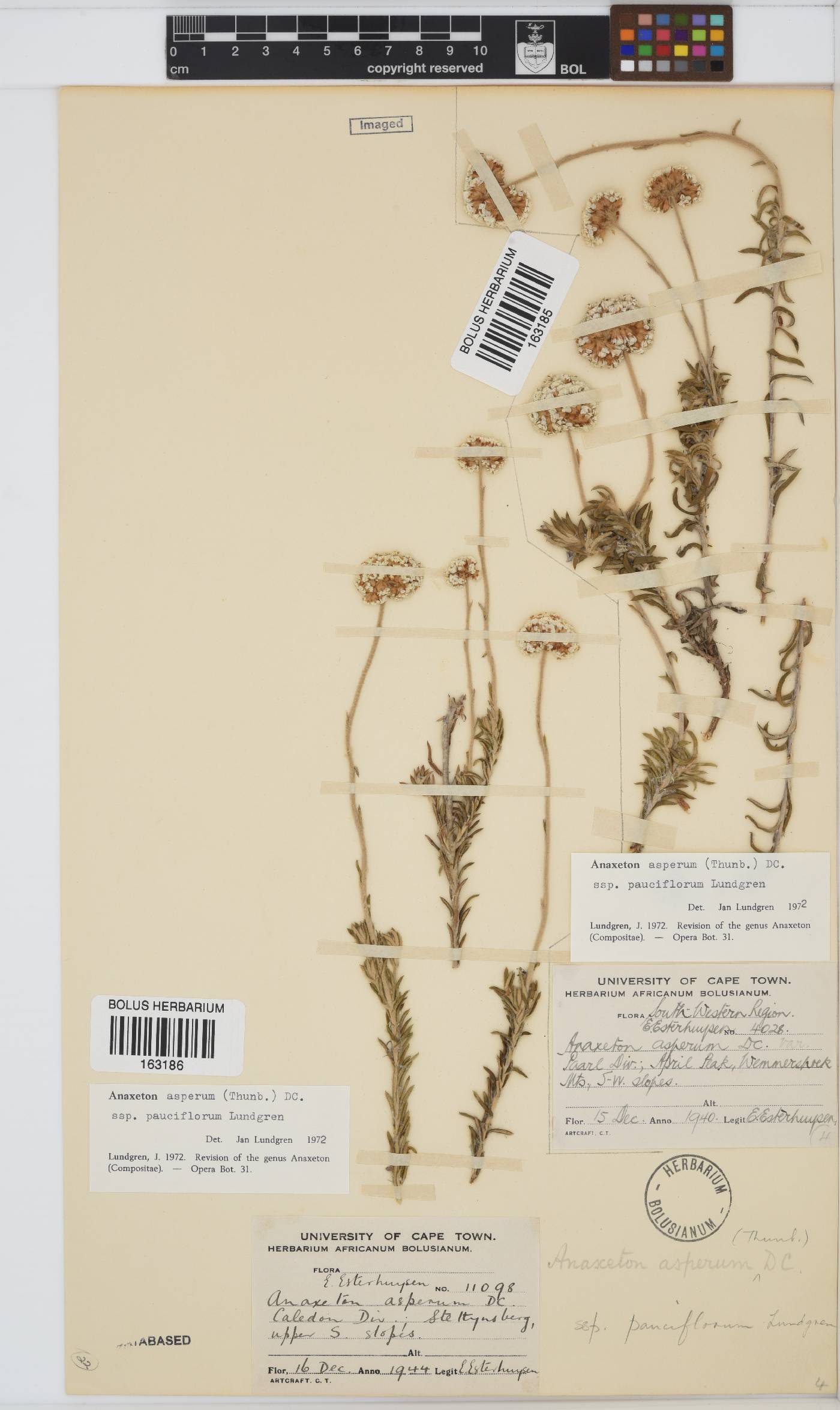 Anaxeton asperum subsp. pauciflorum image