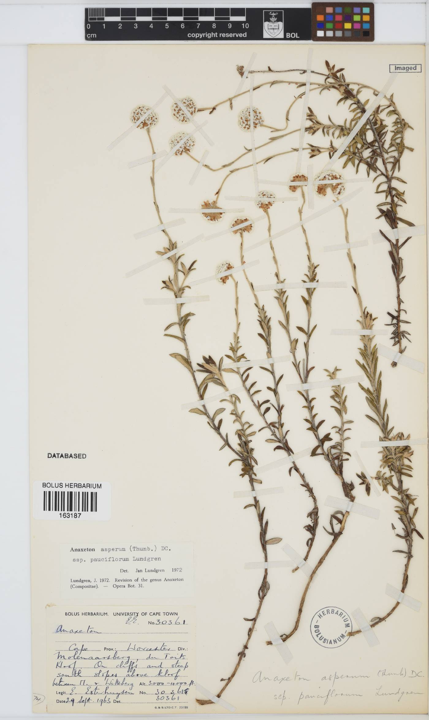 Anaxeton asperum image