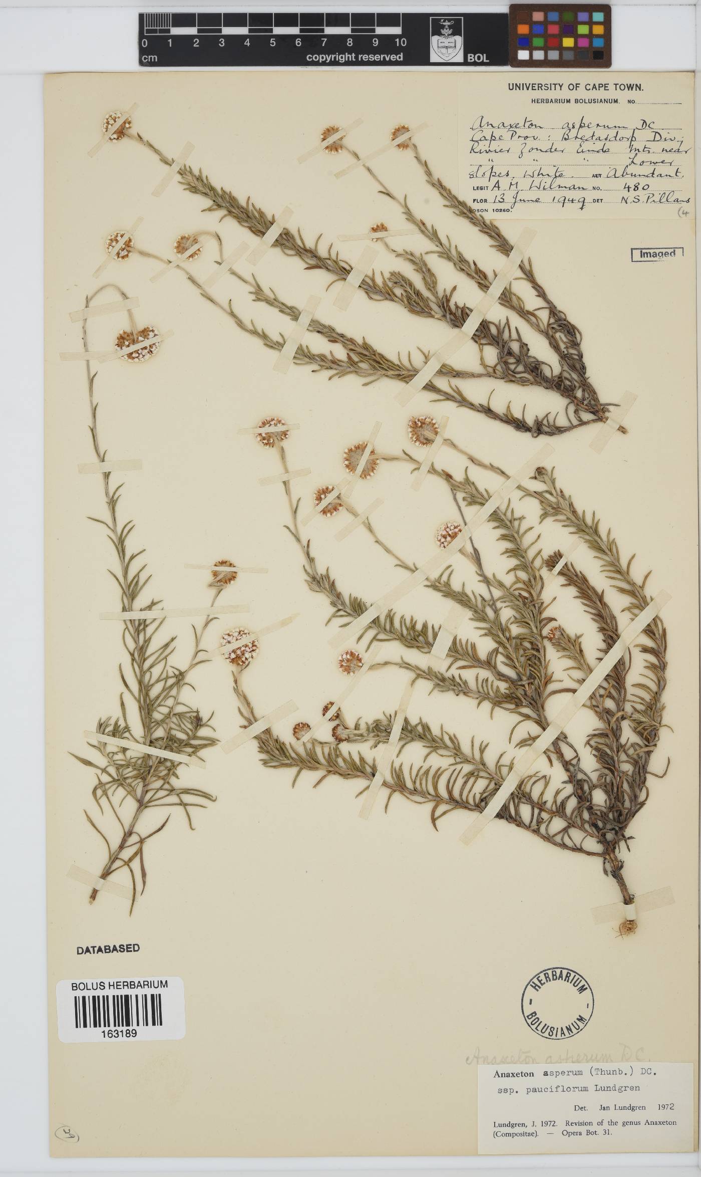 Anaxeton asperum subsp. pauciflorum image