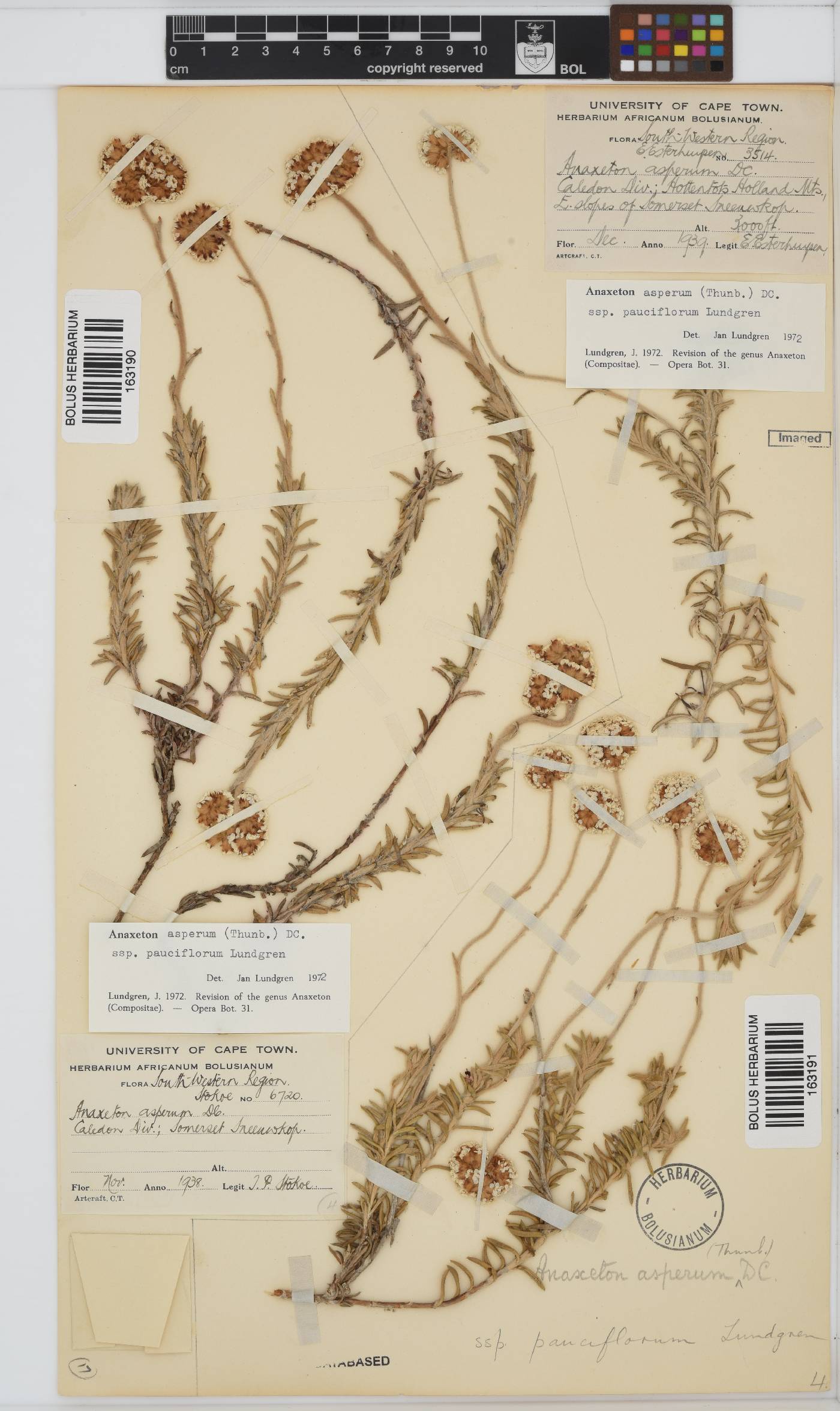 Anaxeton asperum subsp. pauciflorum image