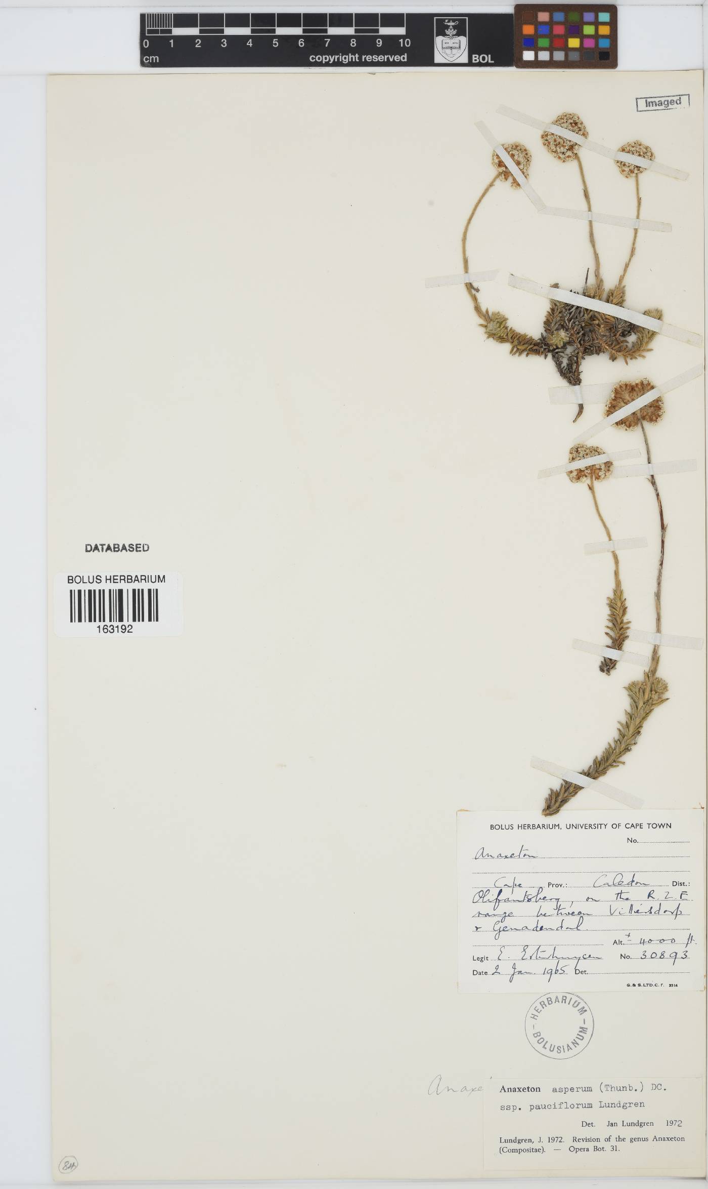 Anaxeton asperum subsp. pauciflorum image