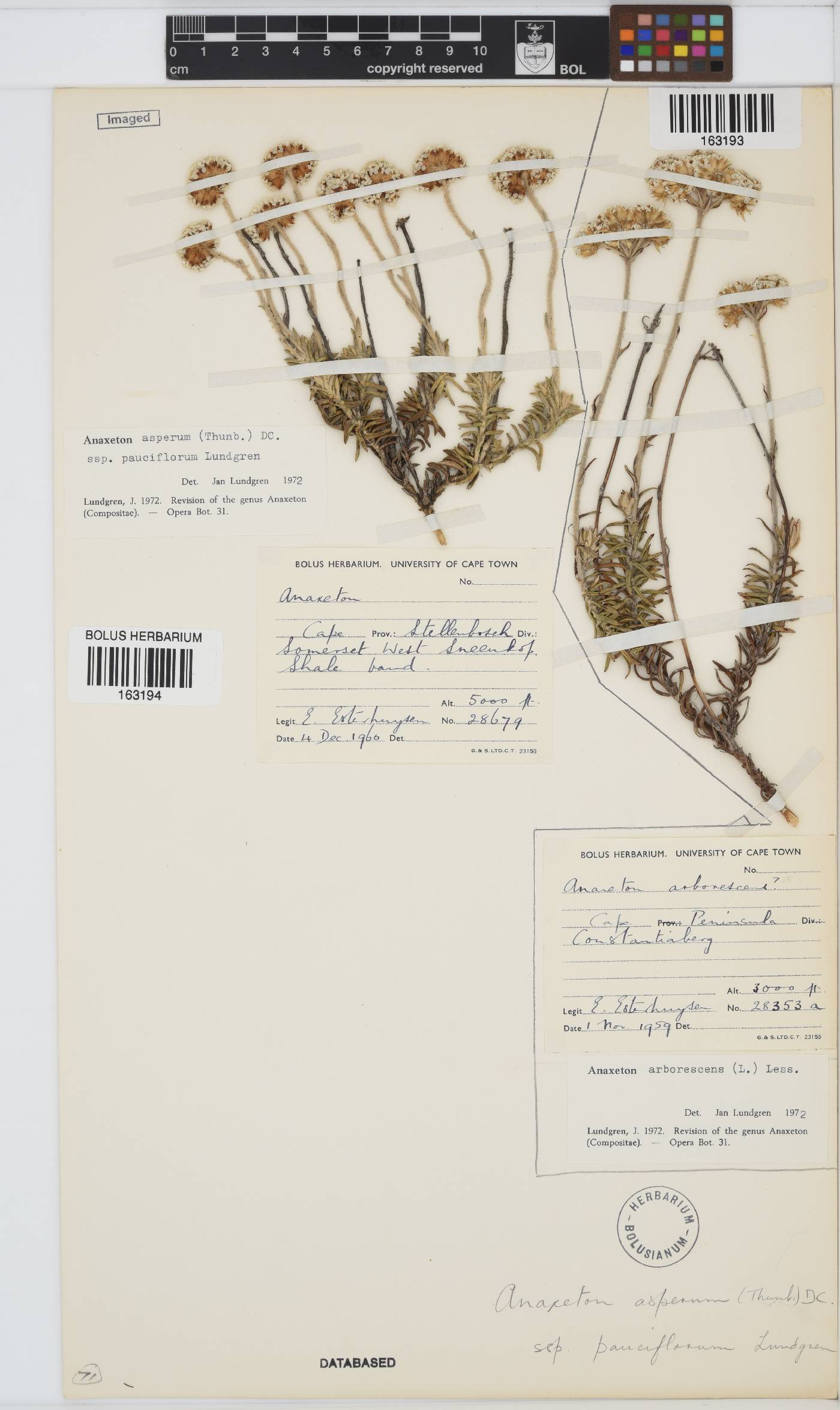 Anaxeton asperum subsp. pauciflorum image