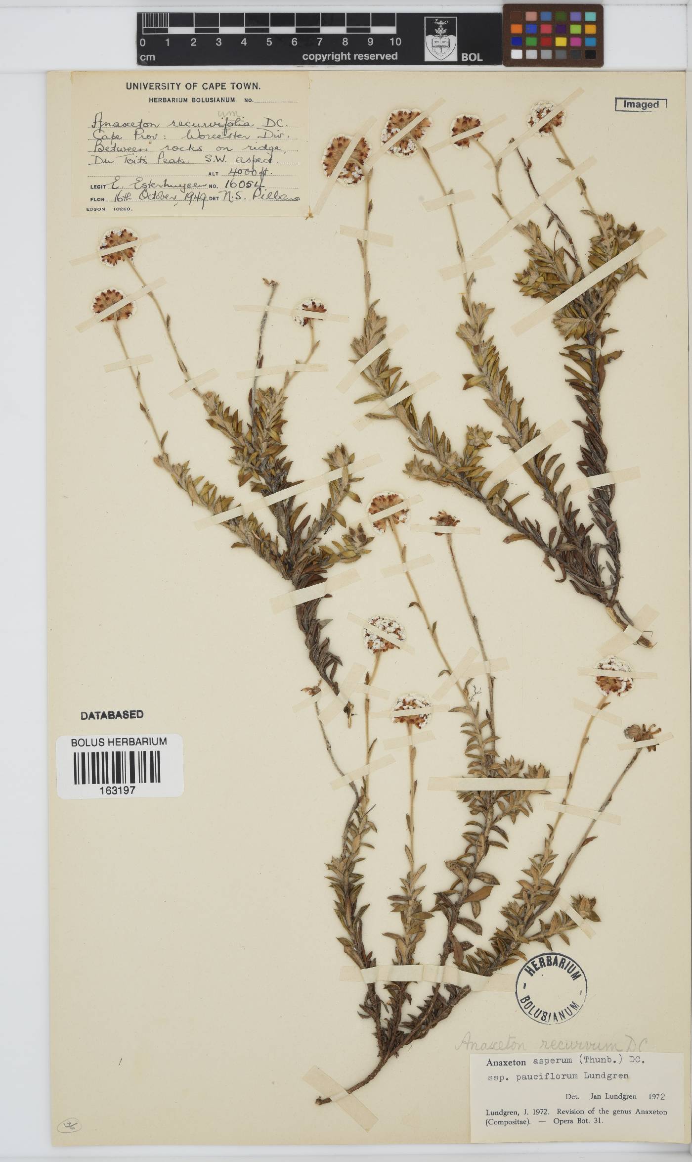 Anaxeton asperum subsp. pauciflorum image