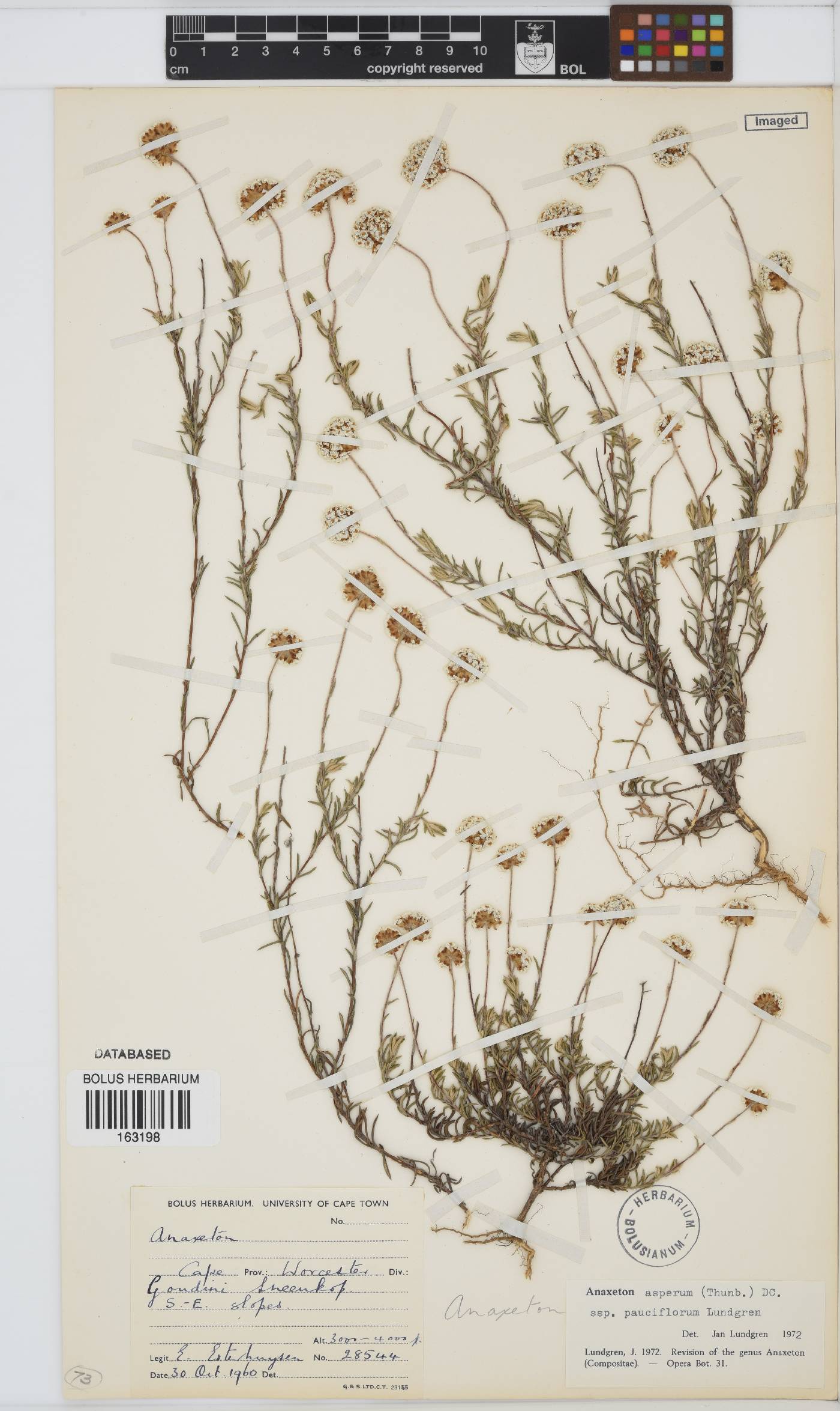 Anaxeton asperum subsp. pauciflorum image