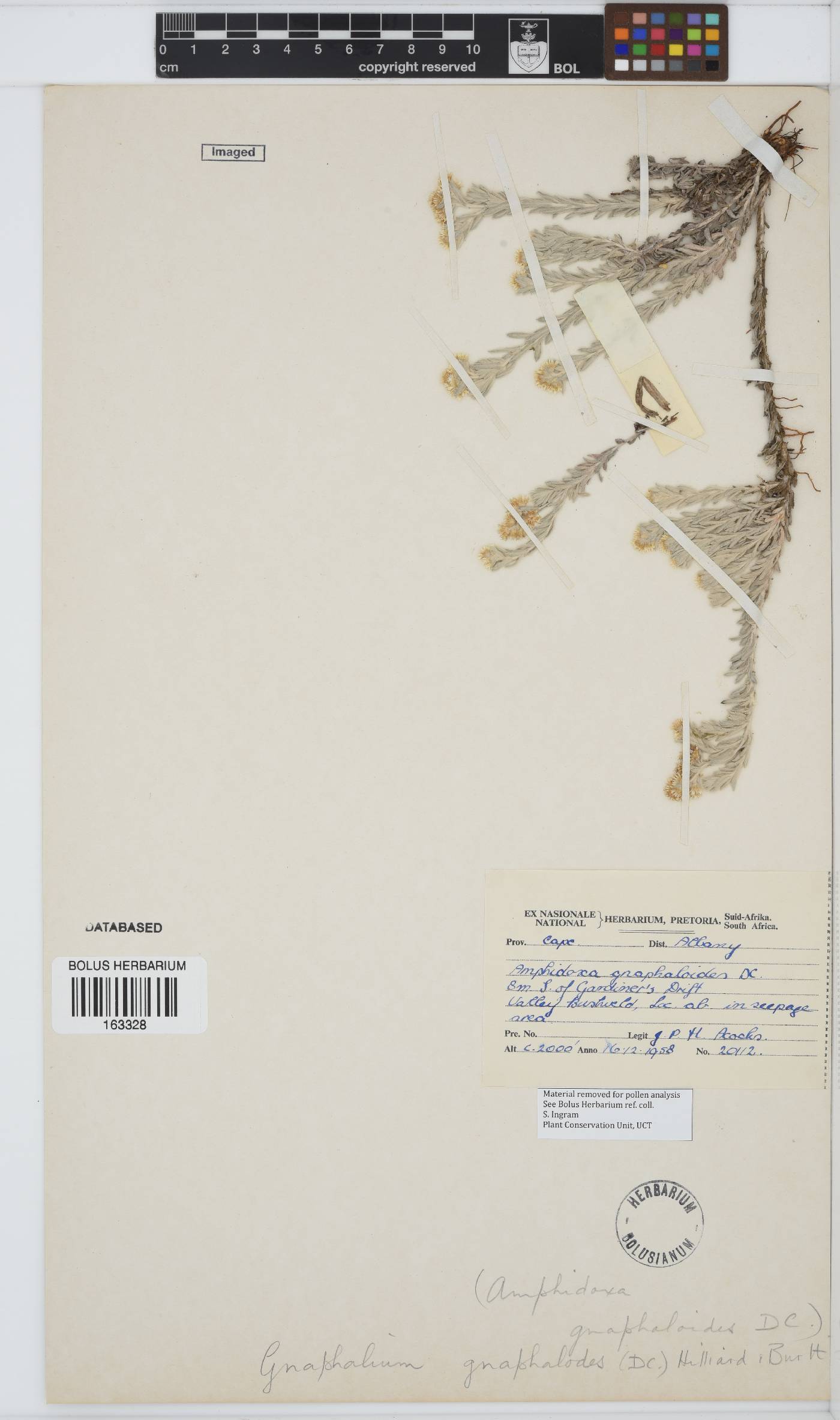 Gnaphalium gnaphalodes image