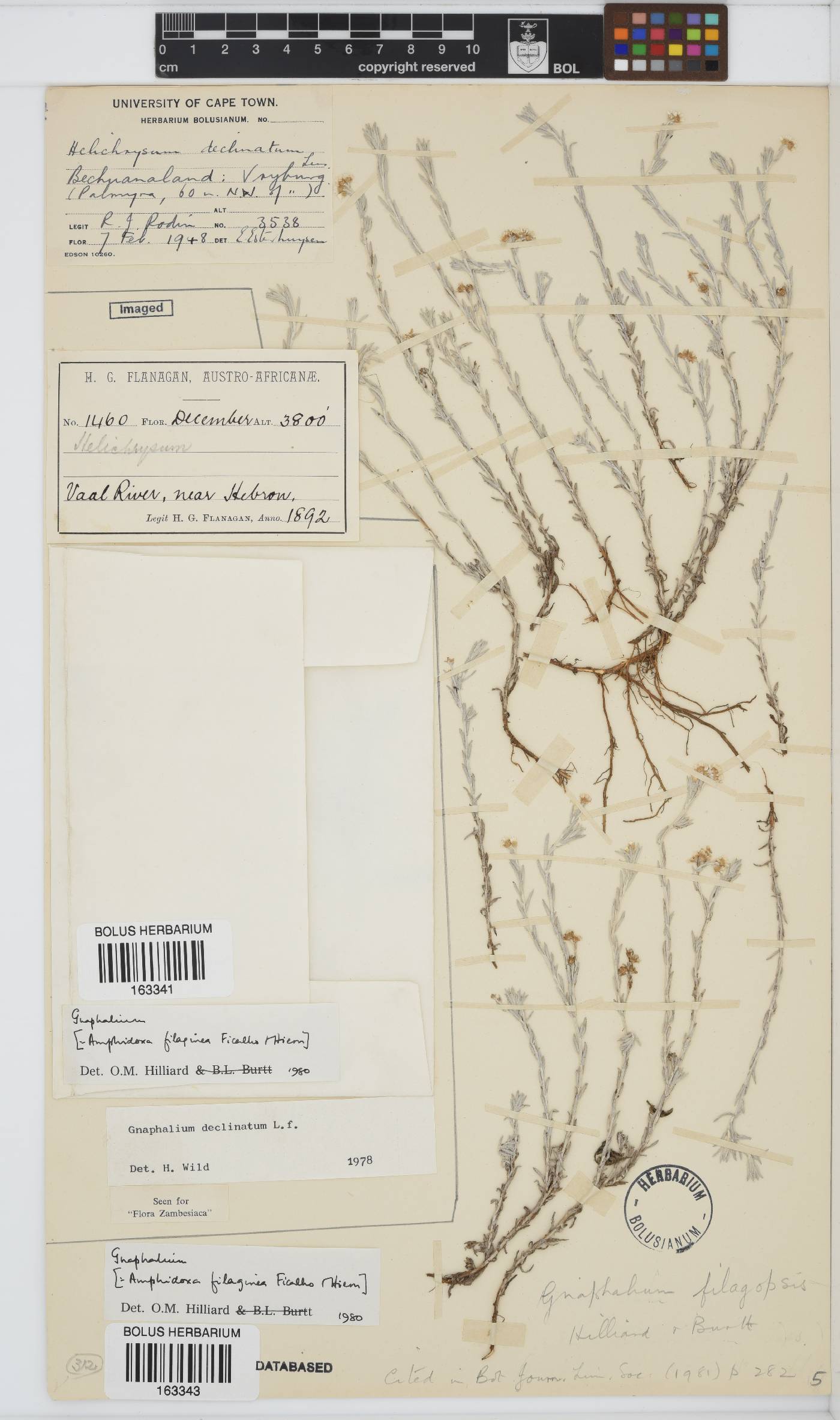 Gnaphalium filagopsis image