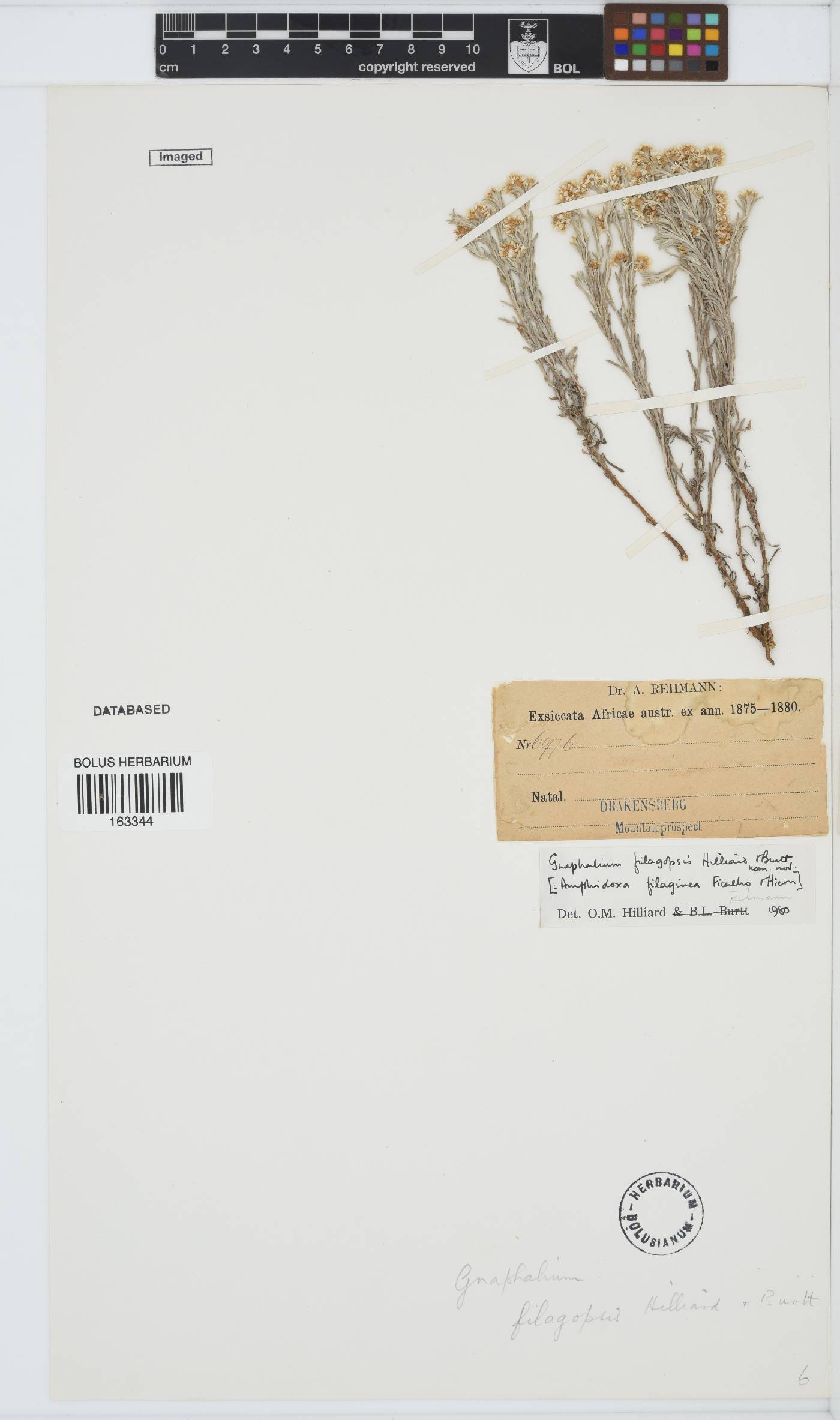 Gnaphalium filagopsis image