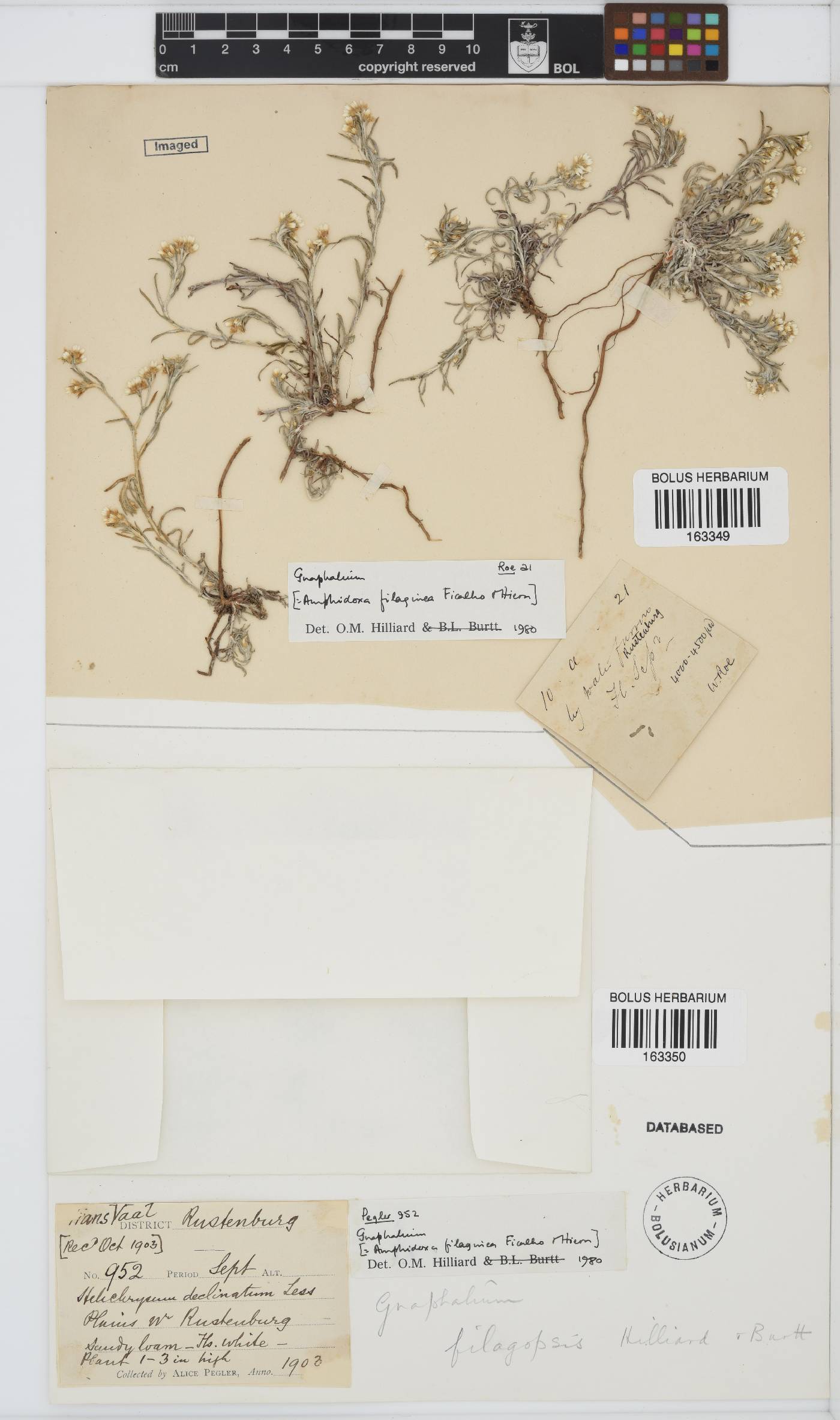 Gnaphalium image