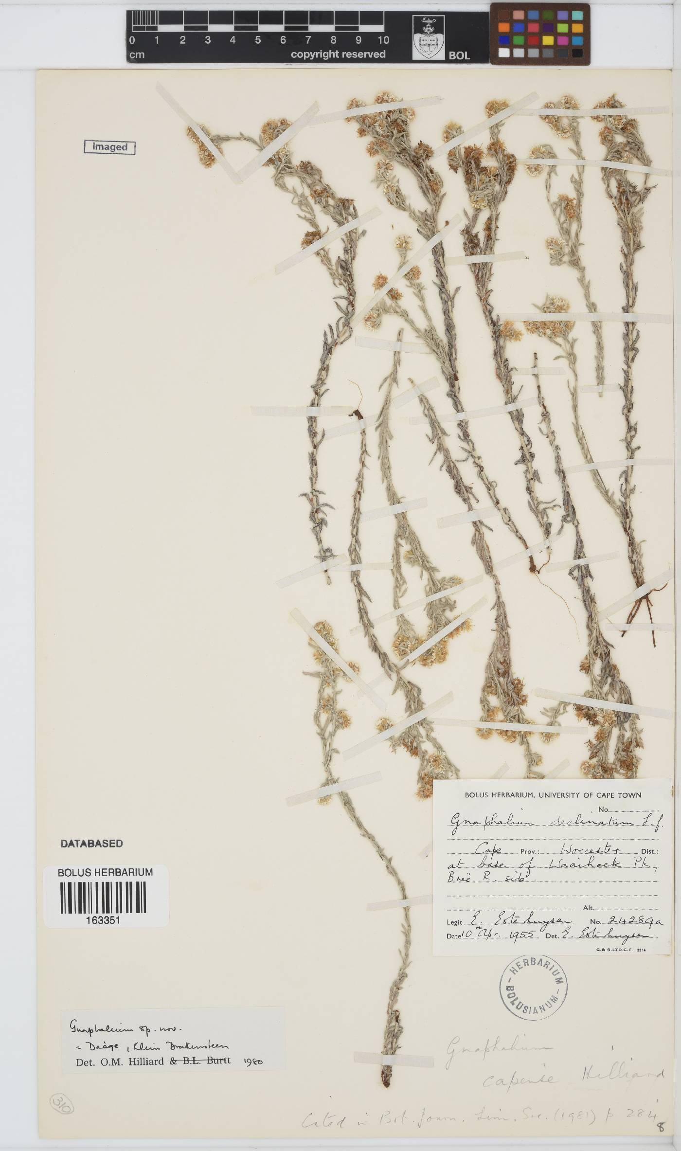 Gnaphalium capense image